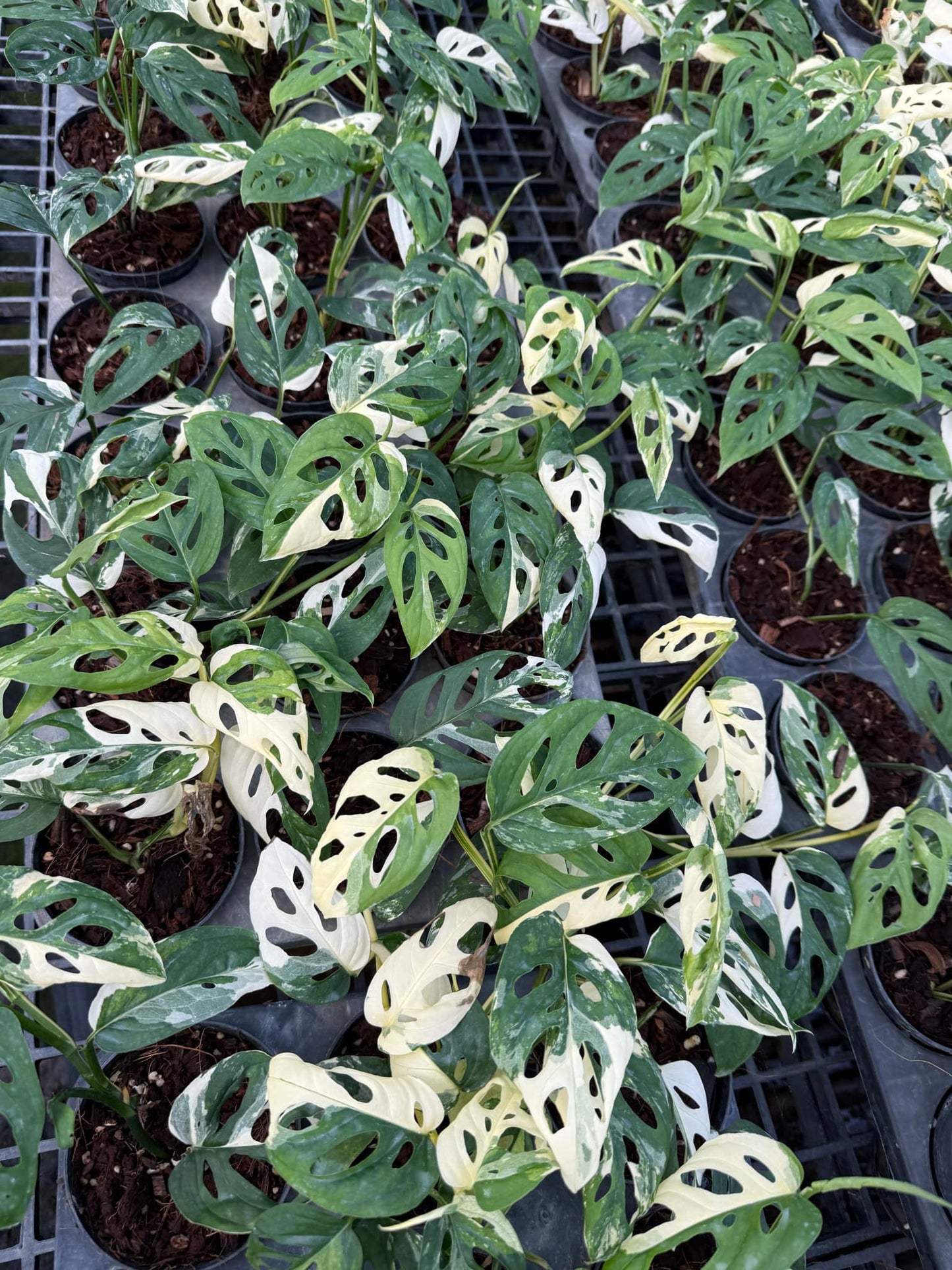 Monstera acuminata Albo Variegated - Set of 10 Plants