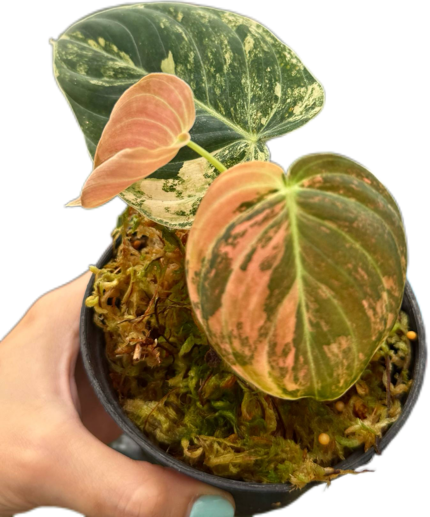 Philodendron melanochrysum orange Variegated small size