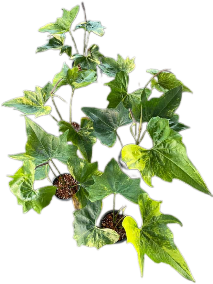 Anthurium Pterodactyl variegated- Wholesale Set of 5 Plants