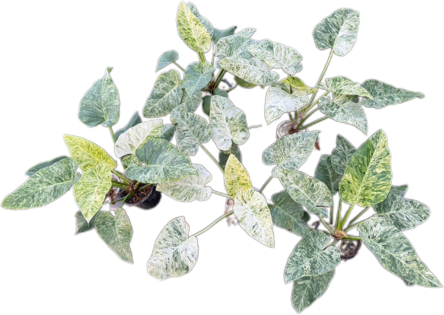 Philodendron Giganteum Marble variegated - Wholesale Bundle (Set of 10 Plants)”