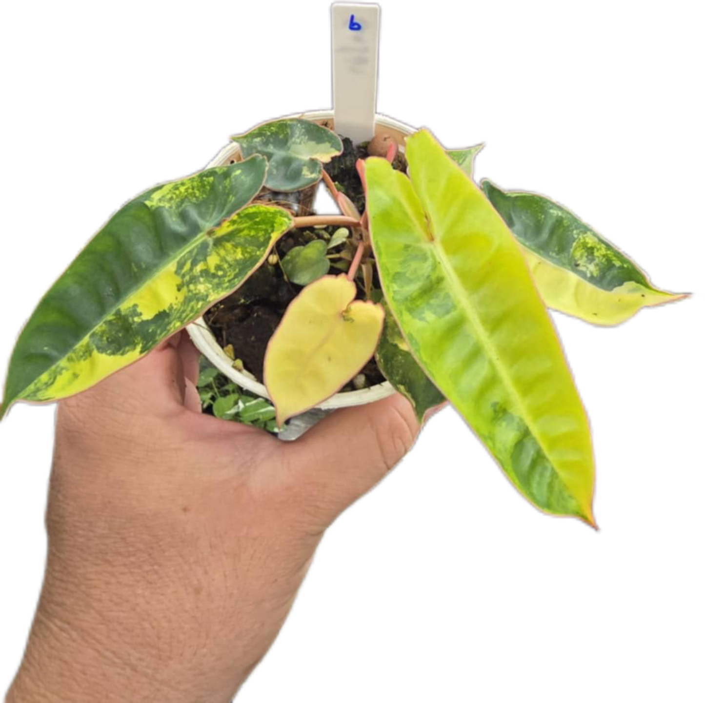 Philodendron billietae variegated small set of 5 plants