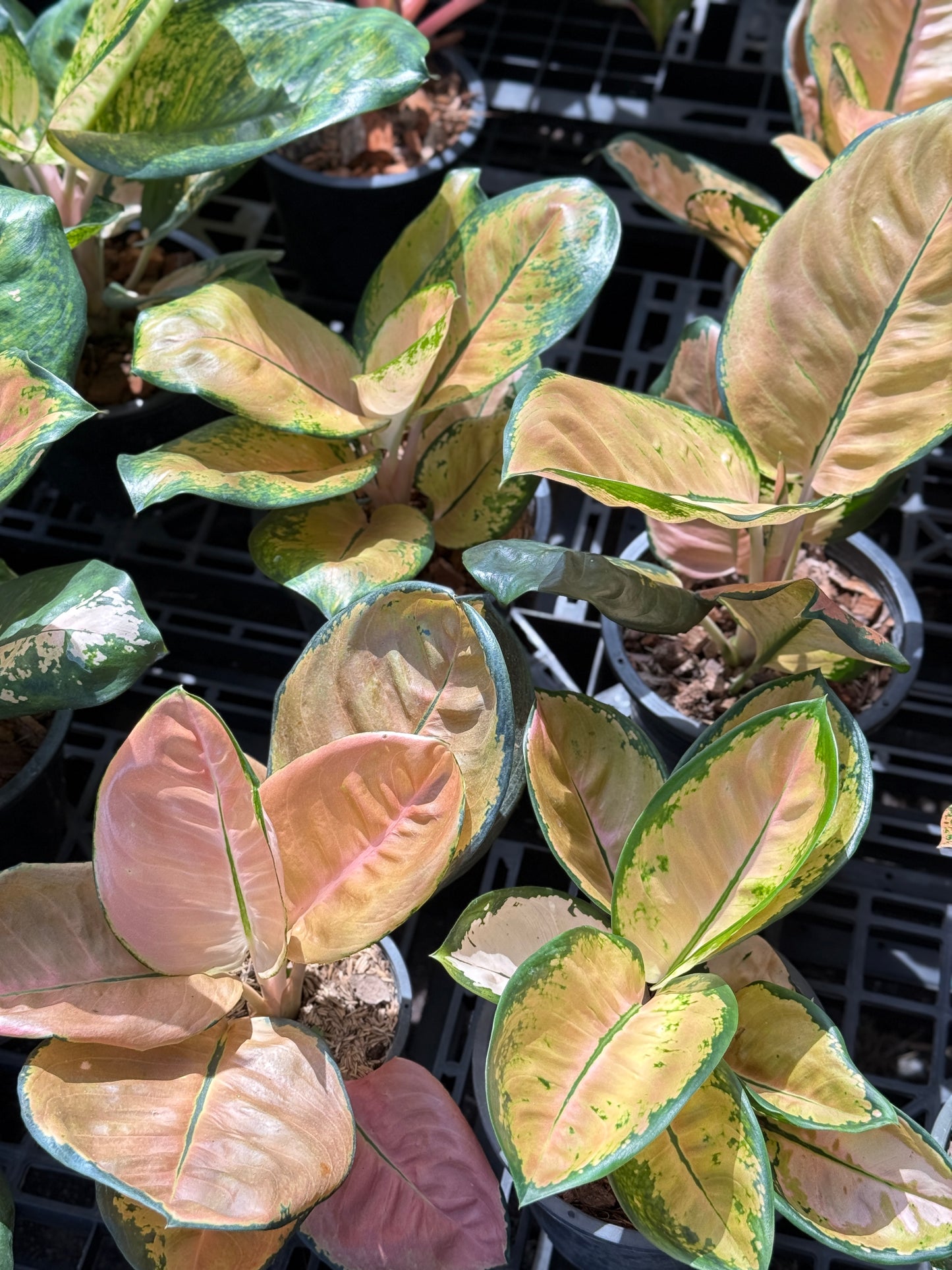 Aglaonema star bucks– Set of 5 Plants