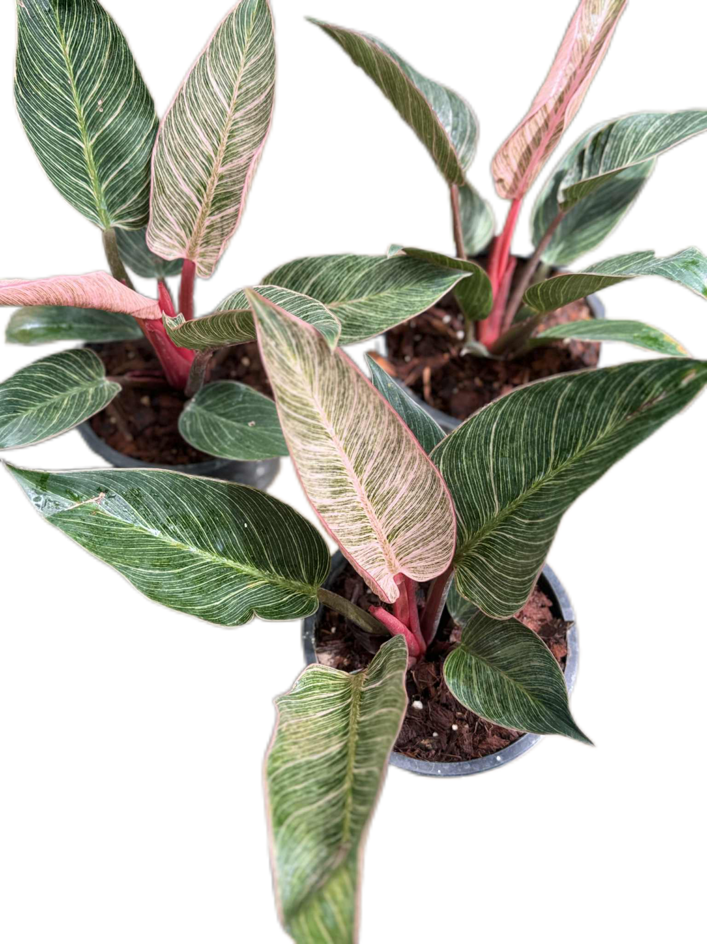 Philodendron birkin pink variegated
