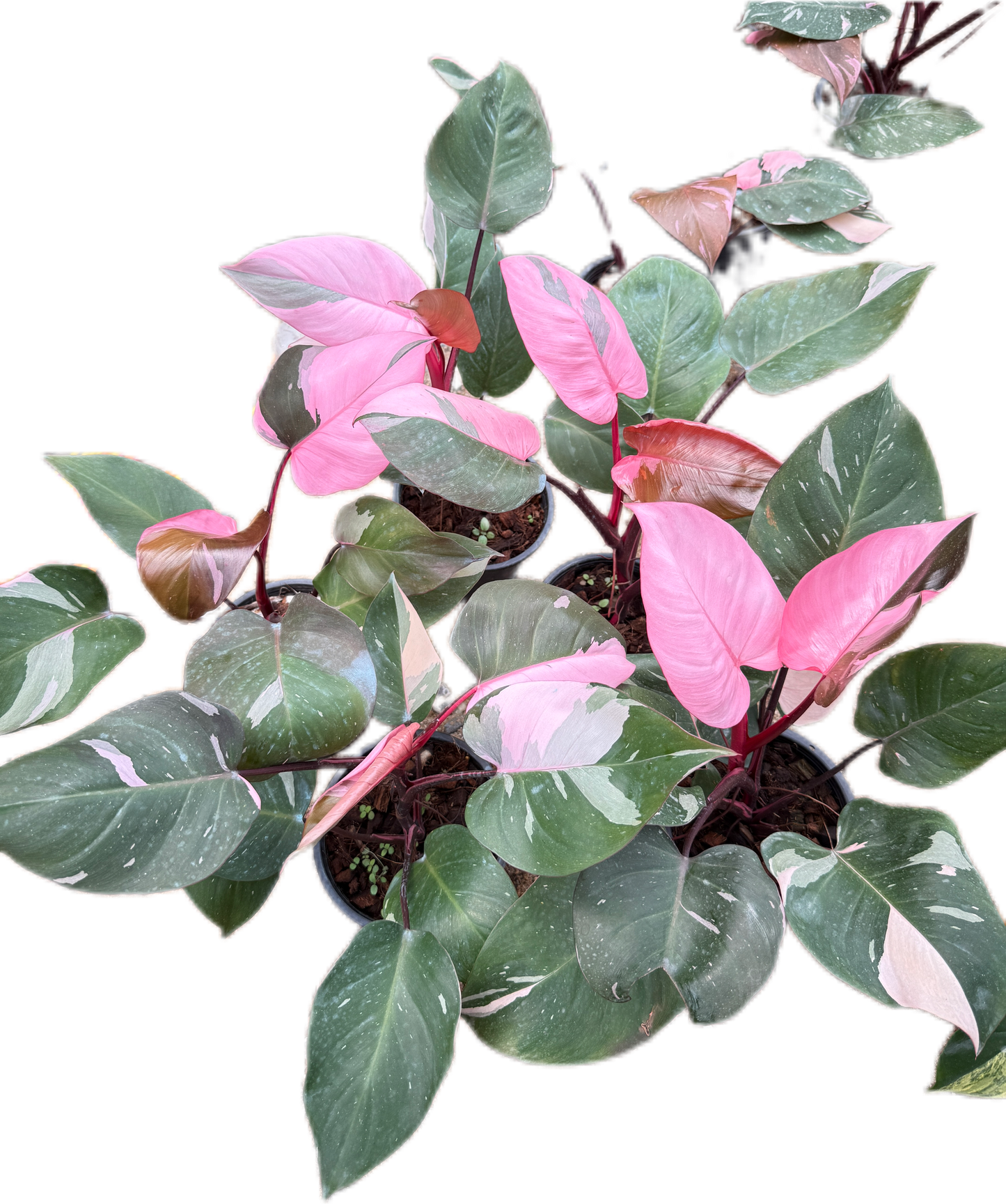 Philodendron Pink Princess - Wholesale Bundle (Set of 10 Plants)”