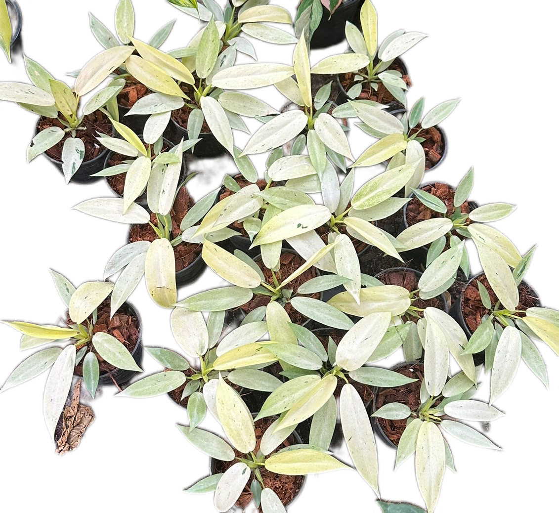 Philodendron whipple way Variegated - Wholesale Bundle (Set of 10 Plants)