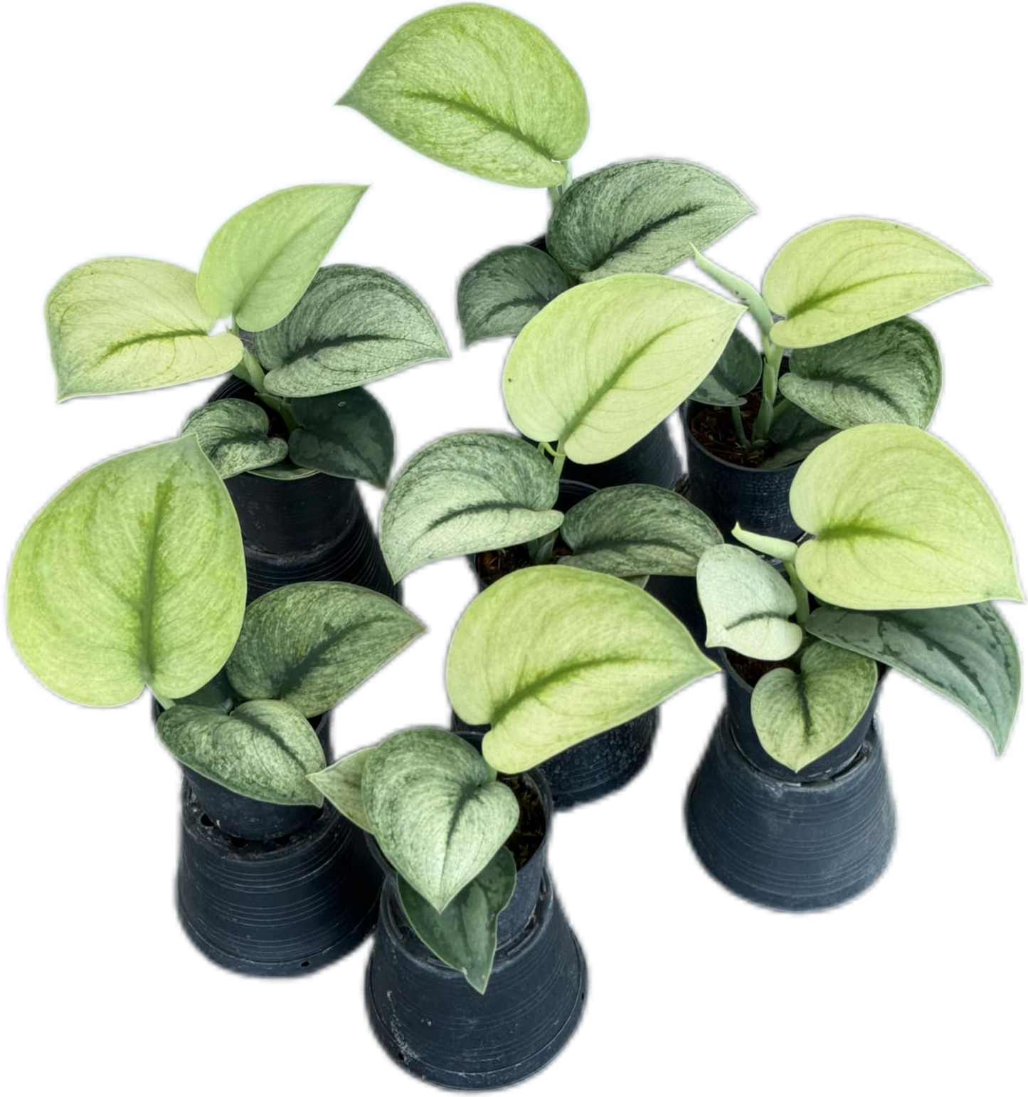 Scindapsus Exotica mint
- Set of 10 Plants