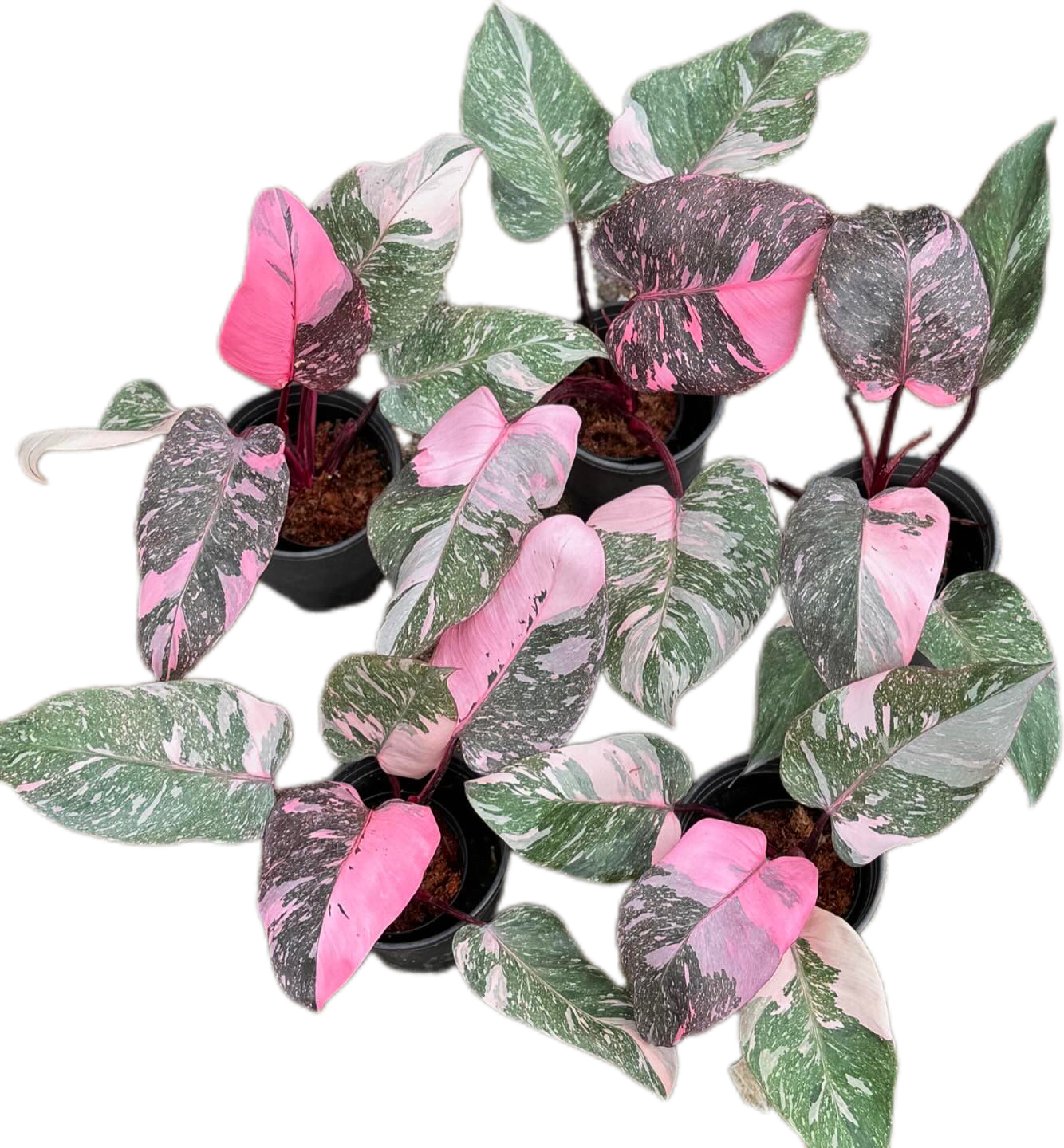 Philodendron Pink Princess Galaxy - Wholesale Bundle (Set of 10 Plants)”