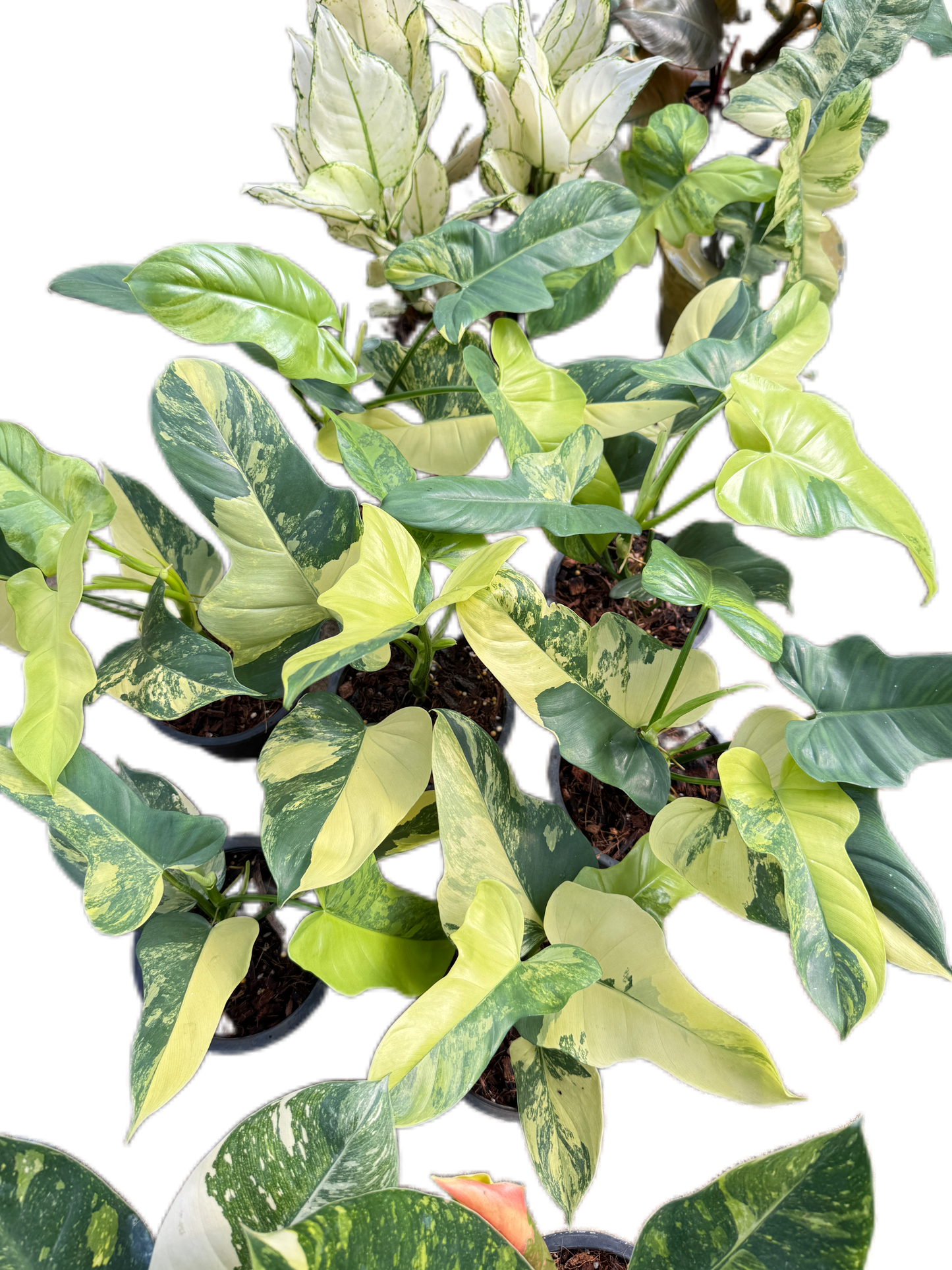 Philodendron Bipennifolium Violin Variegated- Wholesale Bundle (Set of 10 Plants)