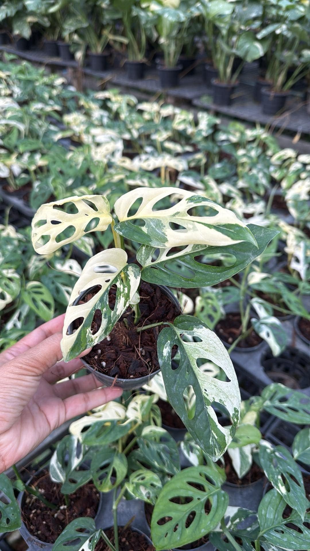 Monstera acuminata Albo Variegated - Set of 10 Plants