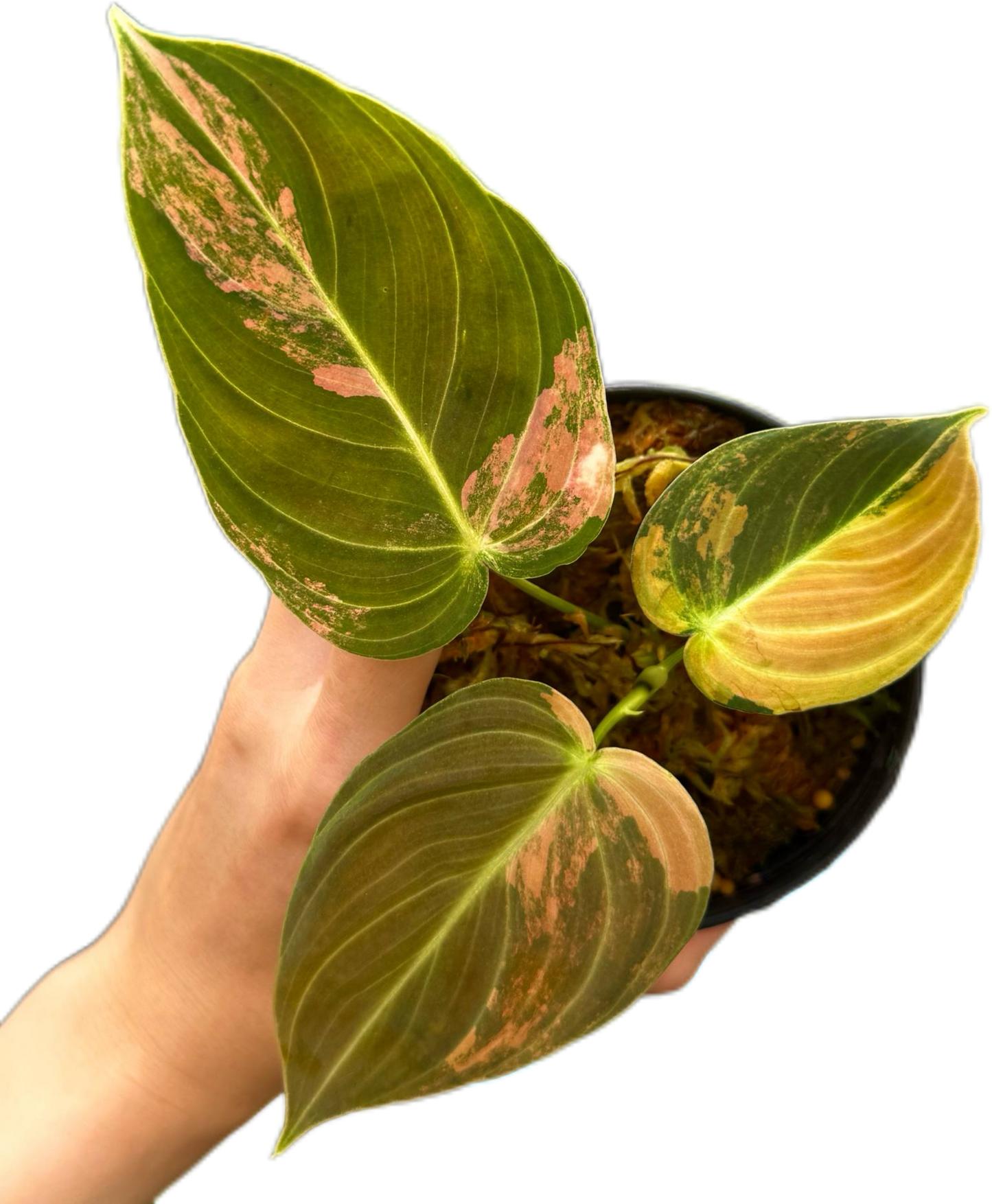 Philodendron melanochrysum orange Variegated small size