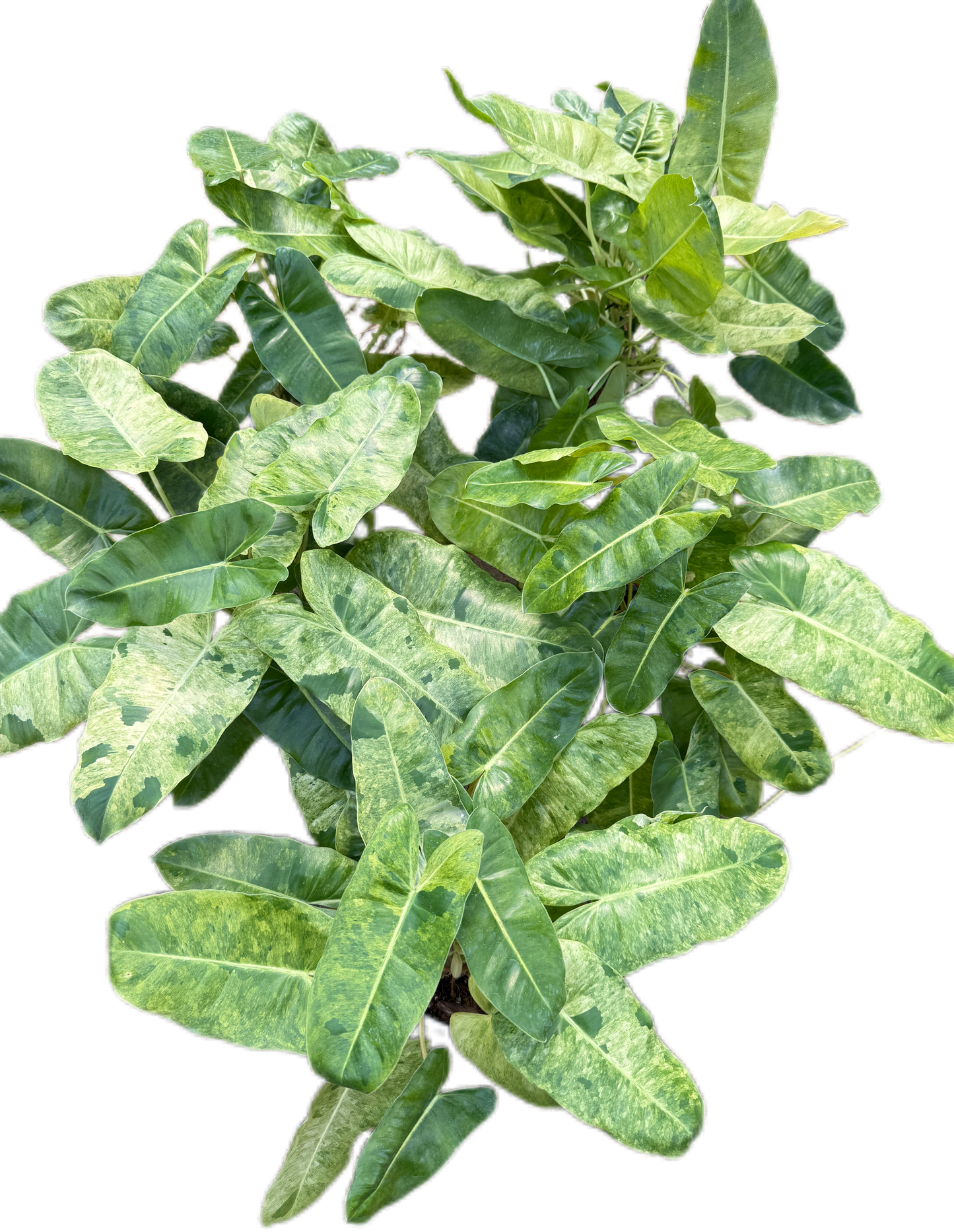 Philodendron burle marx mint Variegated- Wholesale Bundle (Set of 10 Plants)