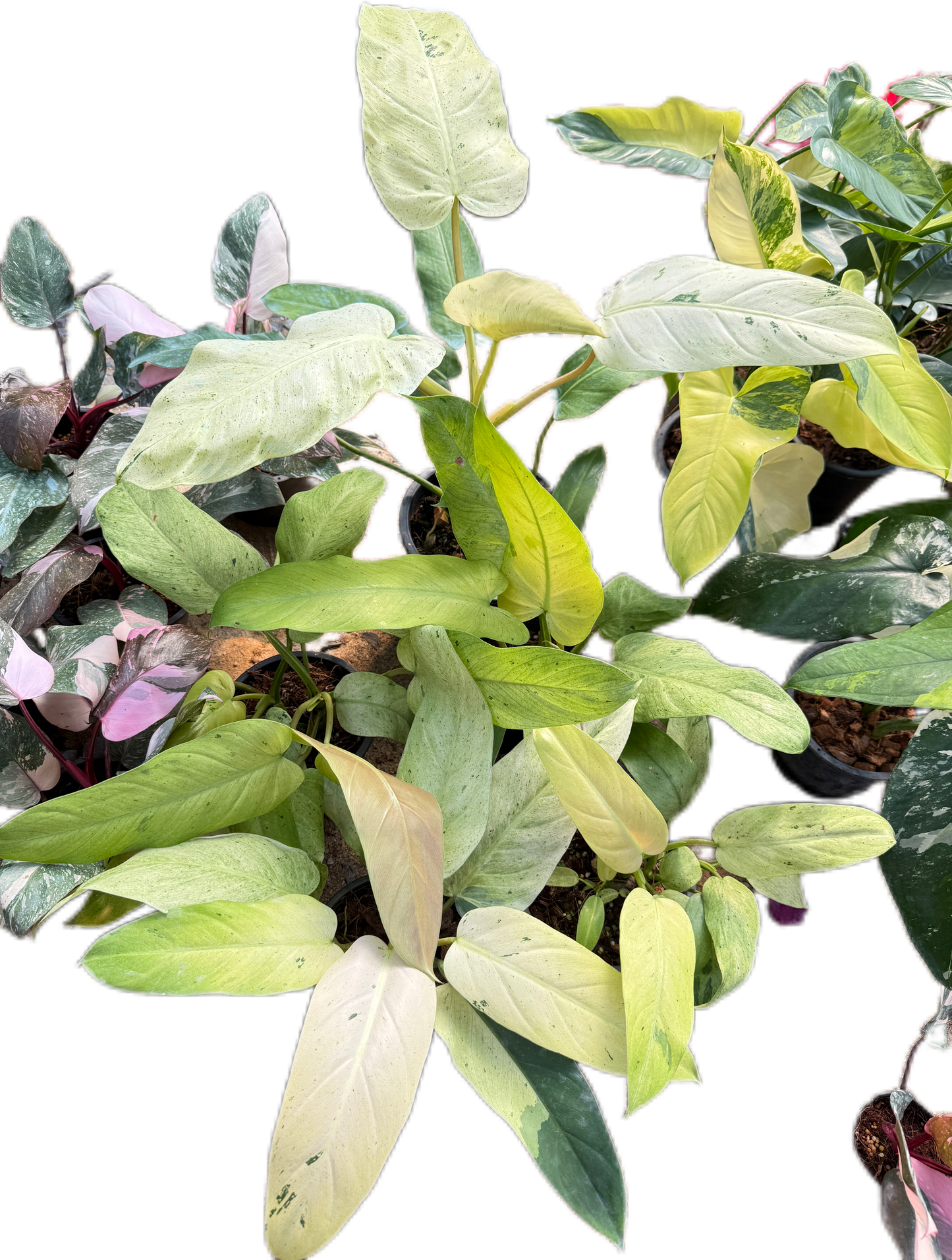 Philodendron whipple way Variegated - Wholesale Bundle (Set of 10 Plants)