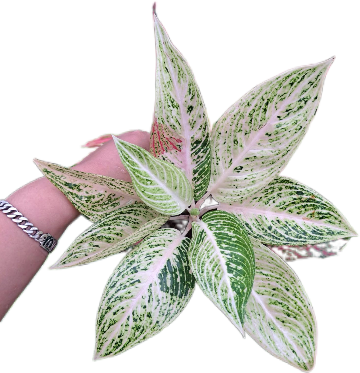 Aglaonema white legacy-set 5 pcs
