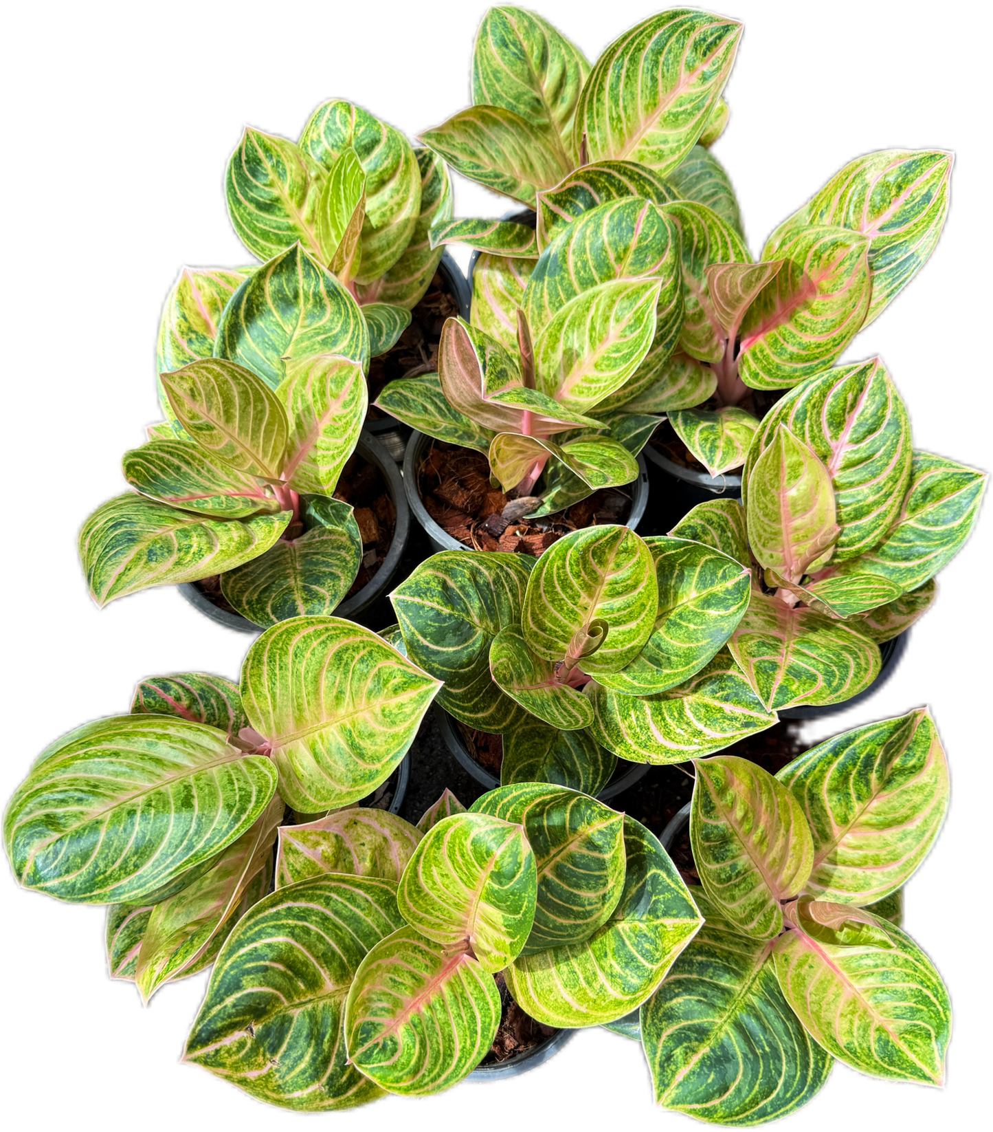 Aglaonema siam perfect
– Set of 5 Plants