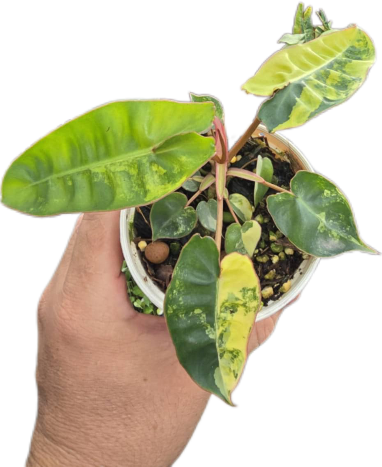 Philodendron billietae variegated small set of 5 plants
