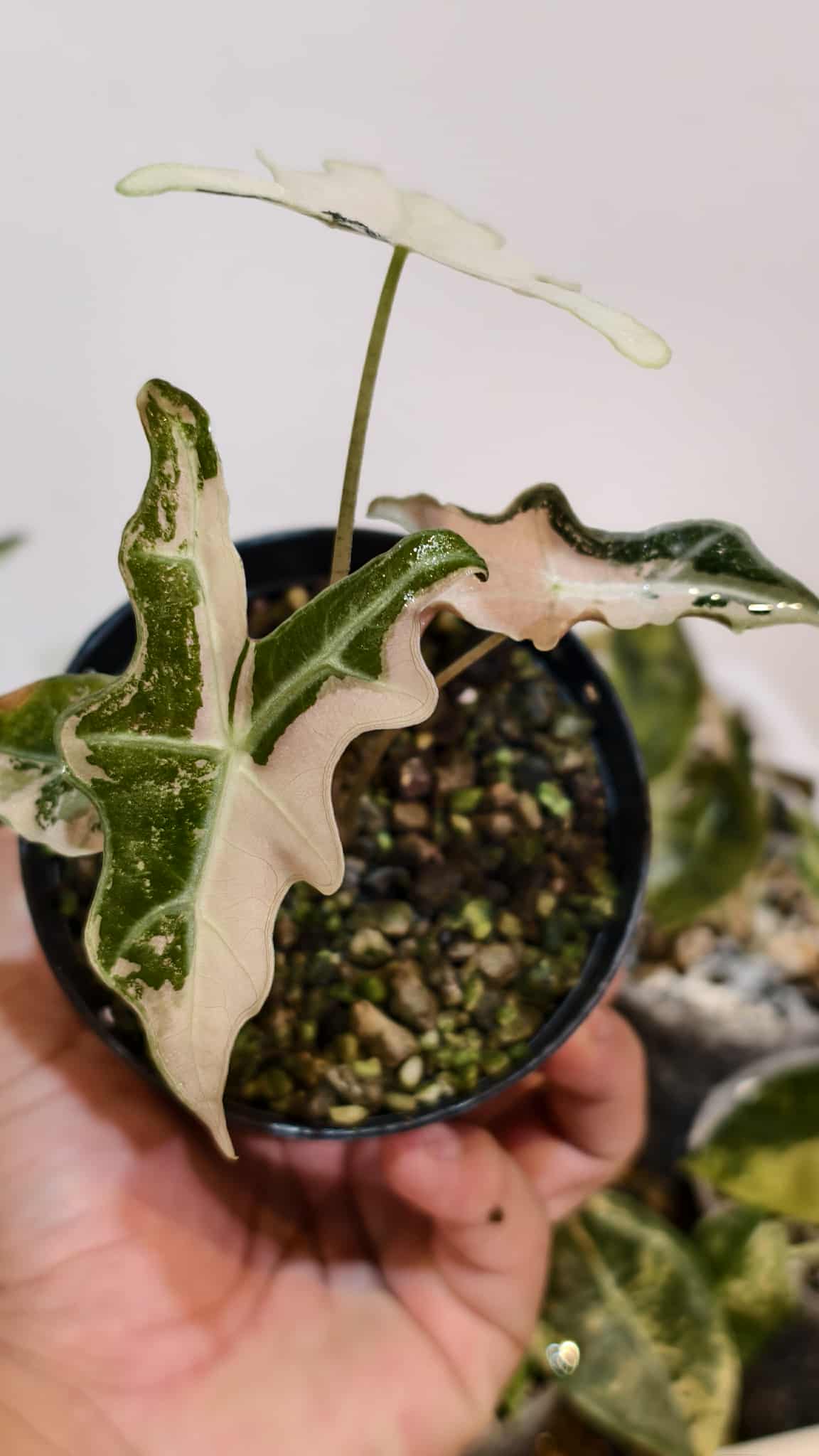 Alocasia nobillis pink variegated (1 plant)