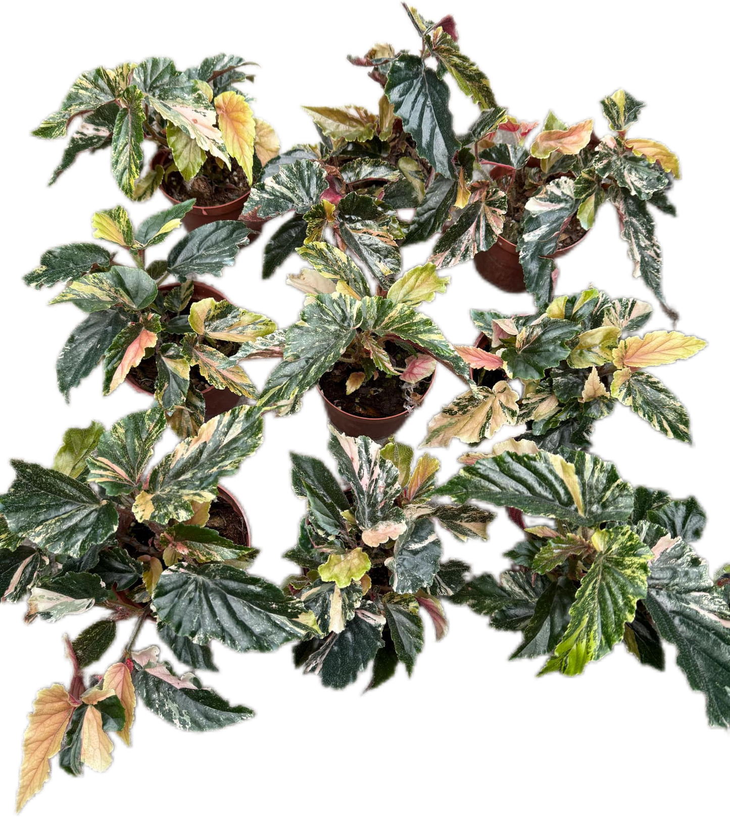 Begonia ginny galaxy – Set of 10 Plants