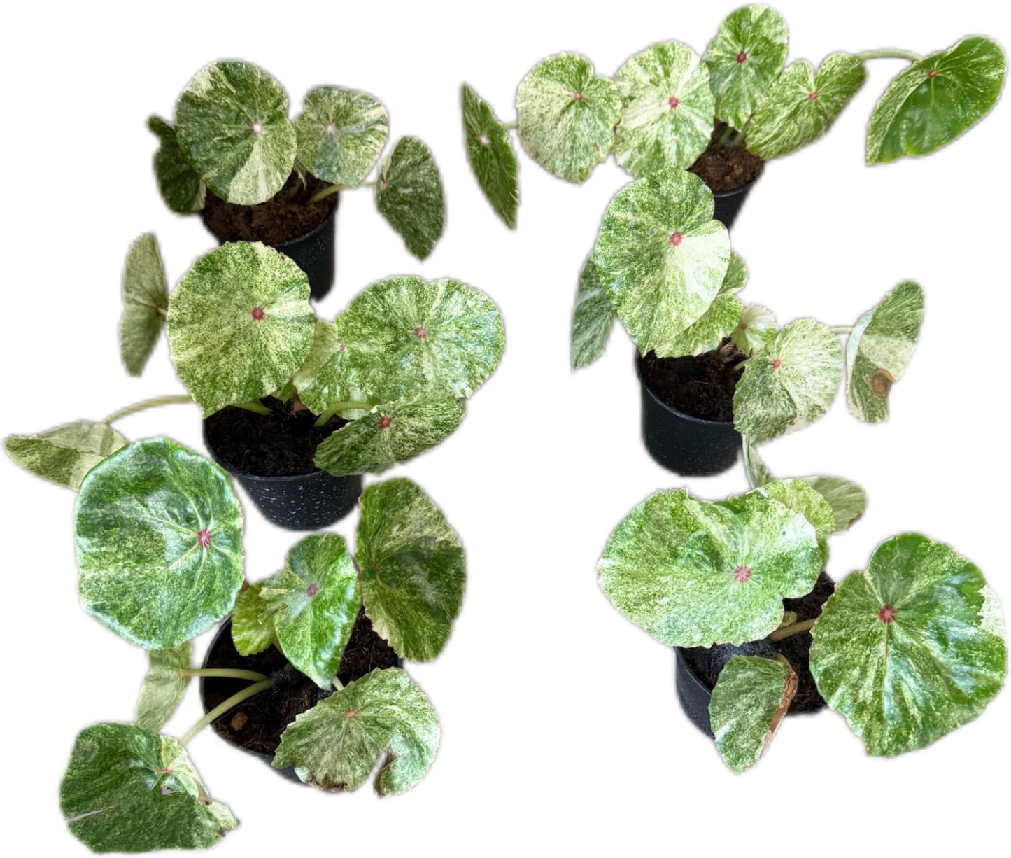 Begonia Rouge variegated– Set of 5 Plants
