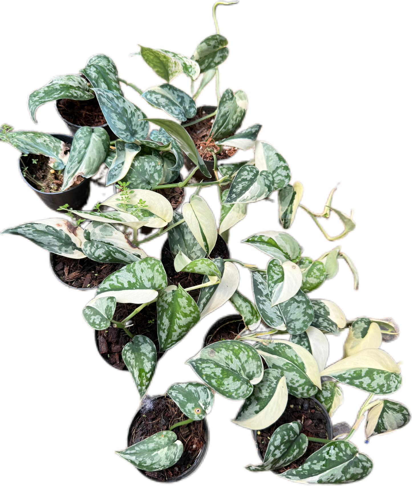 Scindapsus Mayari Variegated - Set of 10 Plants