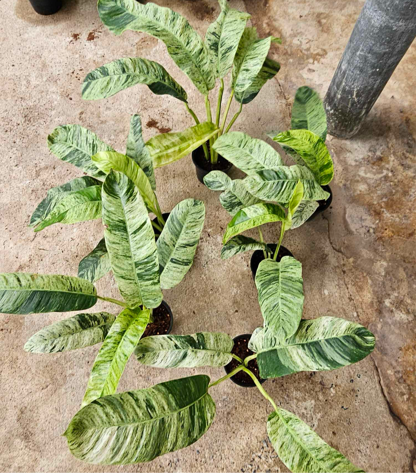 Epipremnum giganteum variegated - Set of 5 Plants