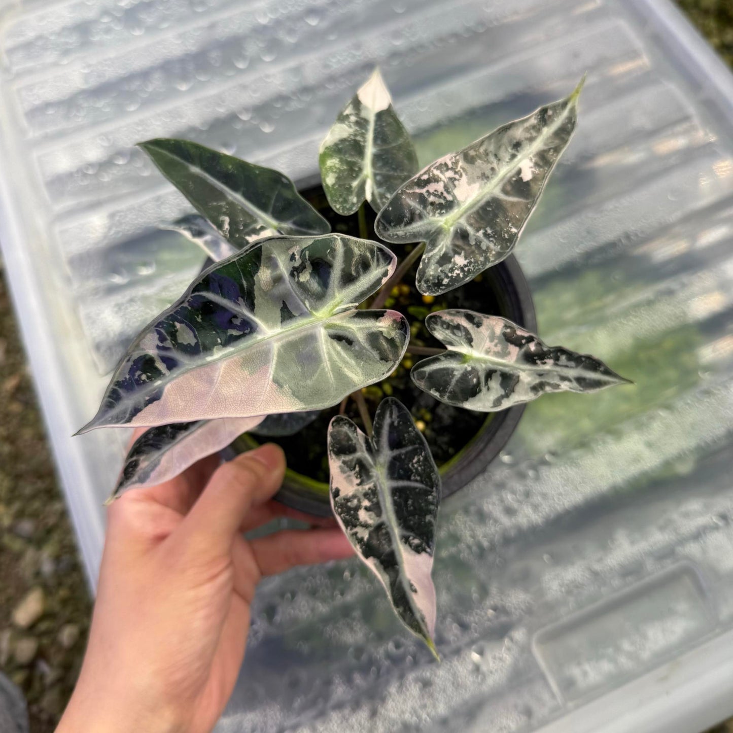 Alocasia Bambino Pink Variegated - Set of 5 Plants