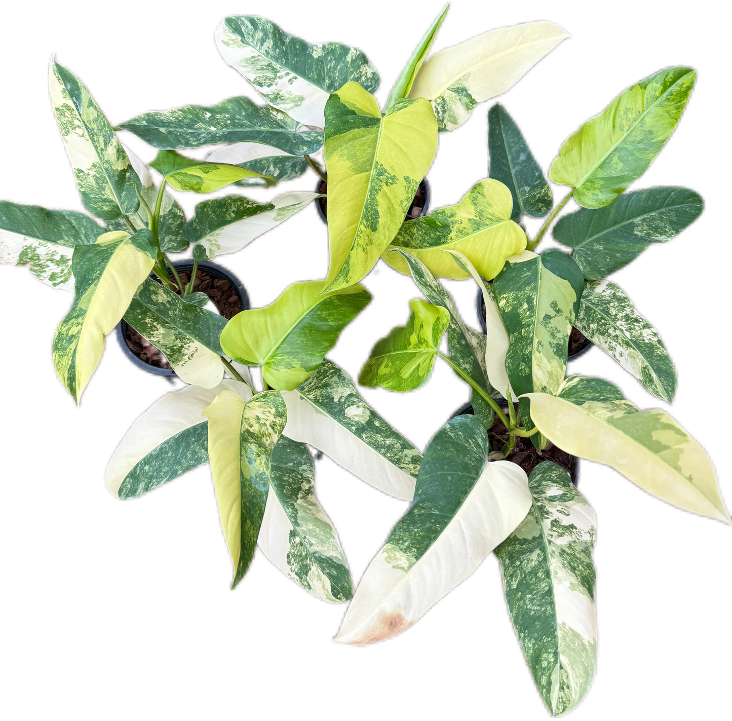 Philodendron Domesticum Variegated - Set of 10 Plants