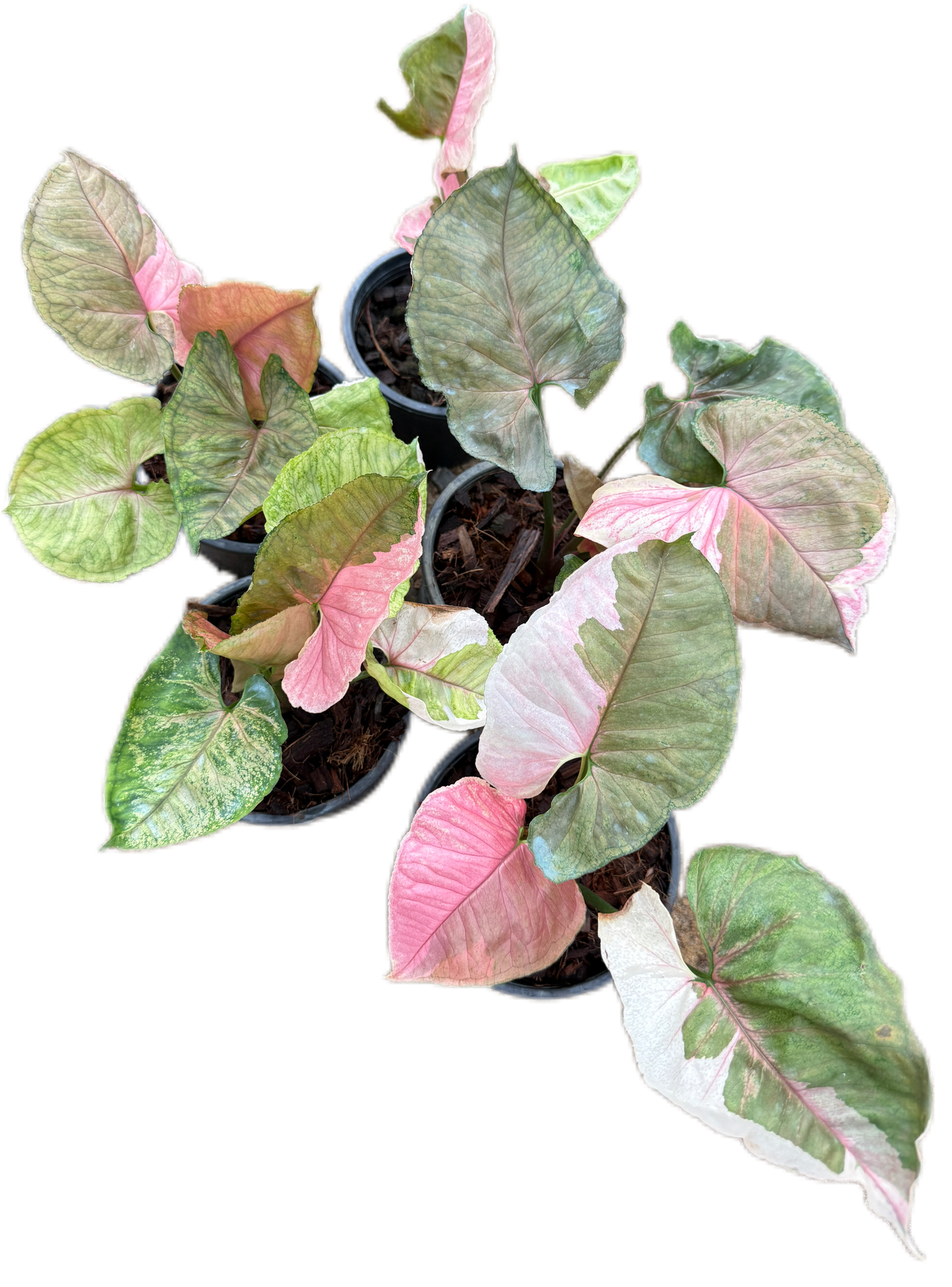 Syngonium Strawberry Ice Variegated
- Wholesale Bundle (Set of 10 Plants)