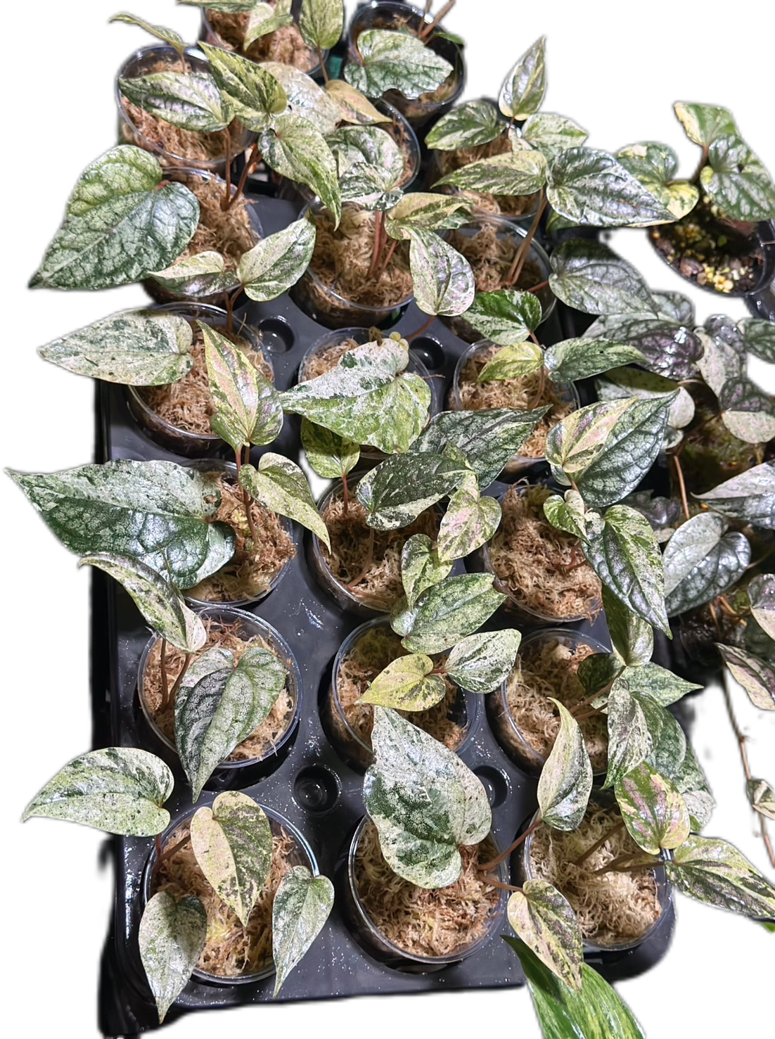 Piper Ornatum Variegated – Set of 10 Plants