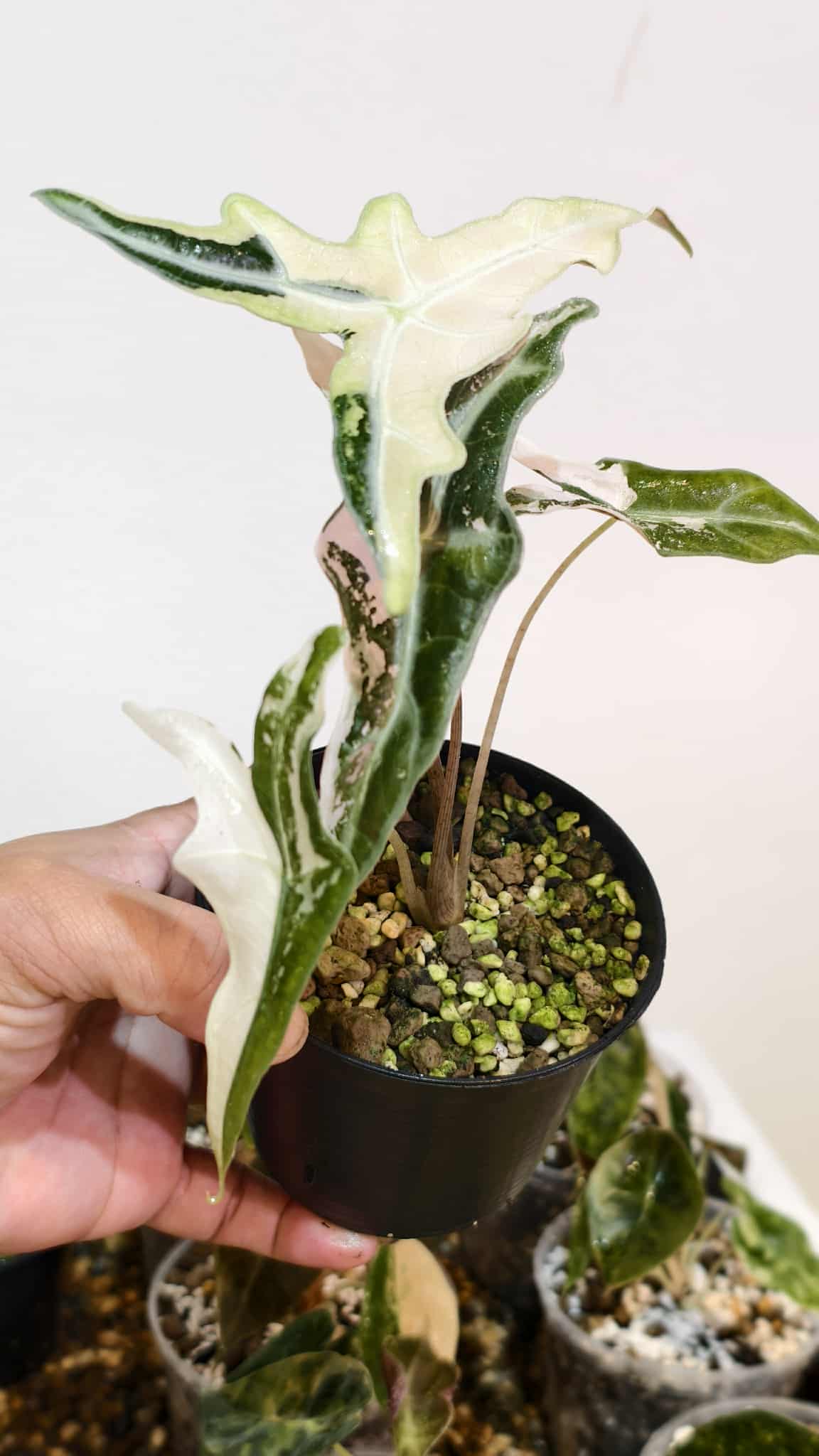 Alocasia nobillis pink variegated (1 plant)