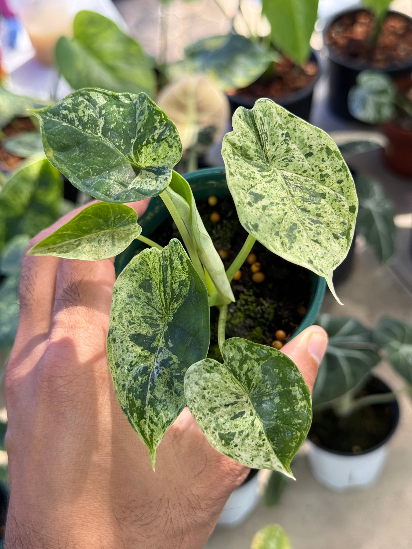 Alocasia Dragon Scale mint Variegated - Set of 5 Plants