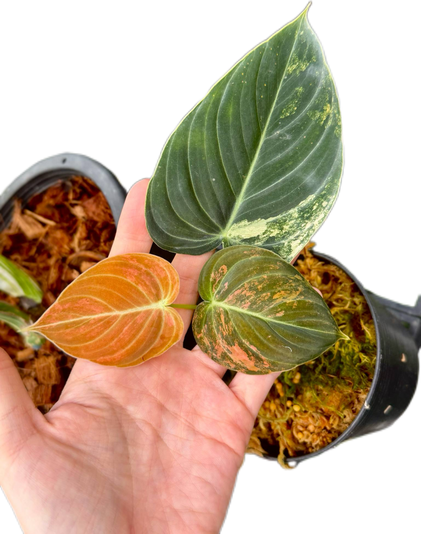 Philodendron melanochrysum orange Variegated small size