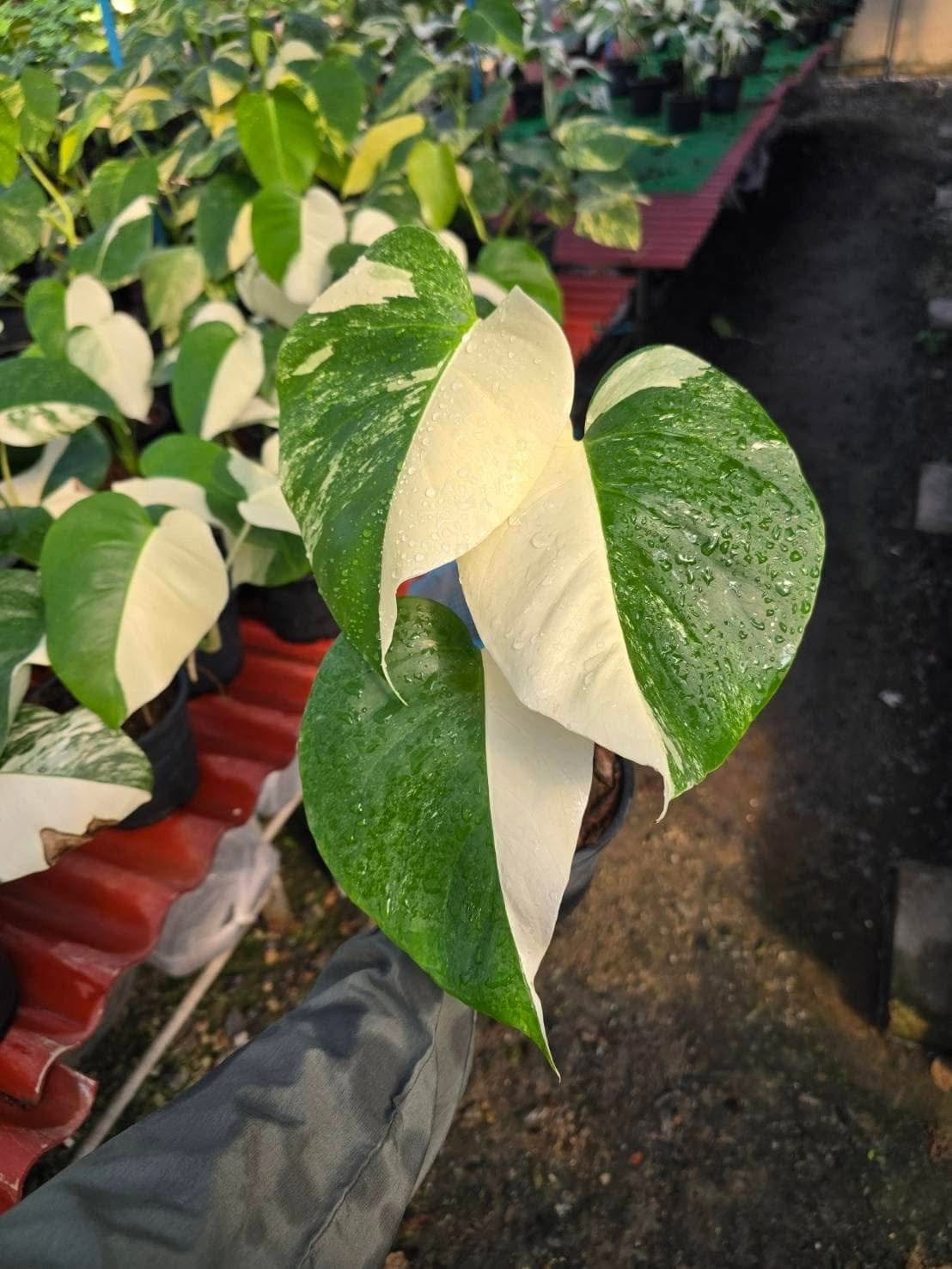 Monstera Borsigiana Albo half moon Variegated(small) - Set of 10 Plants