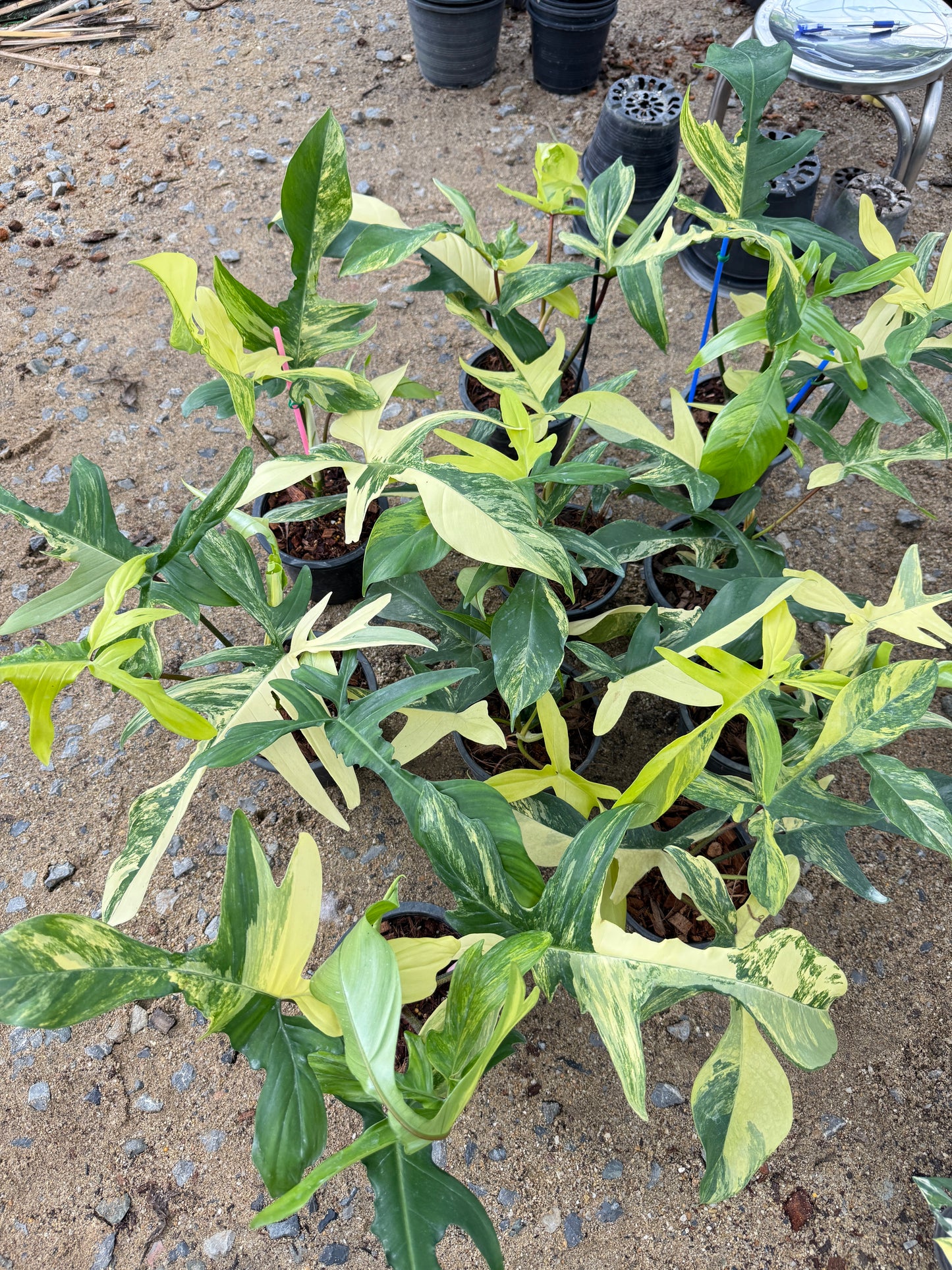 Philodendron Florida Beauty Variegated - Wholesale Set of 10 Plants