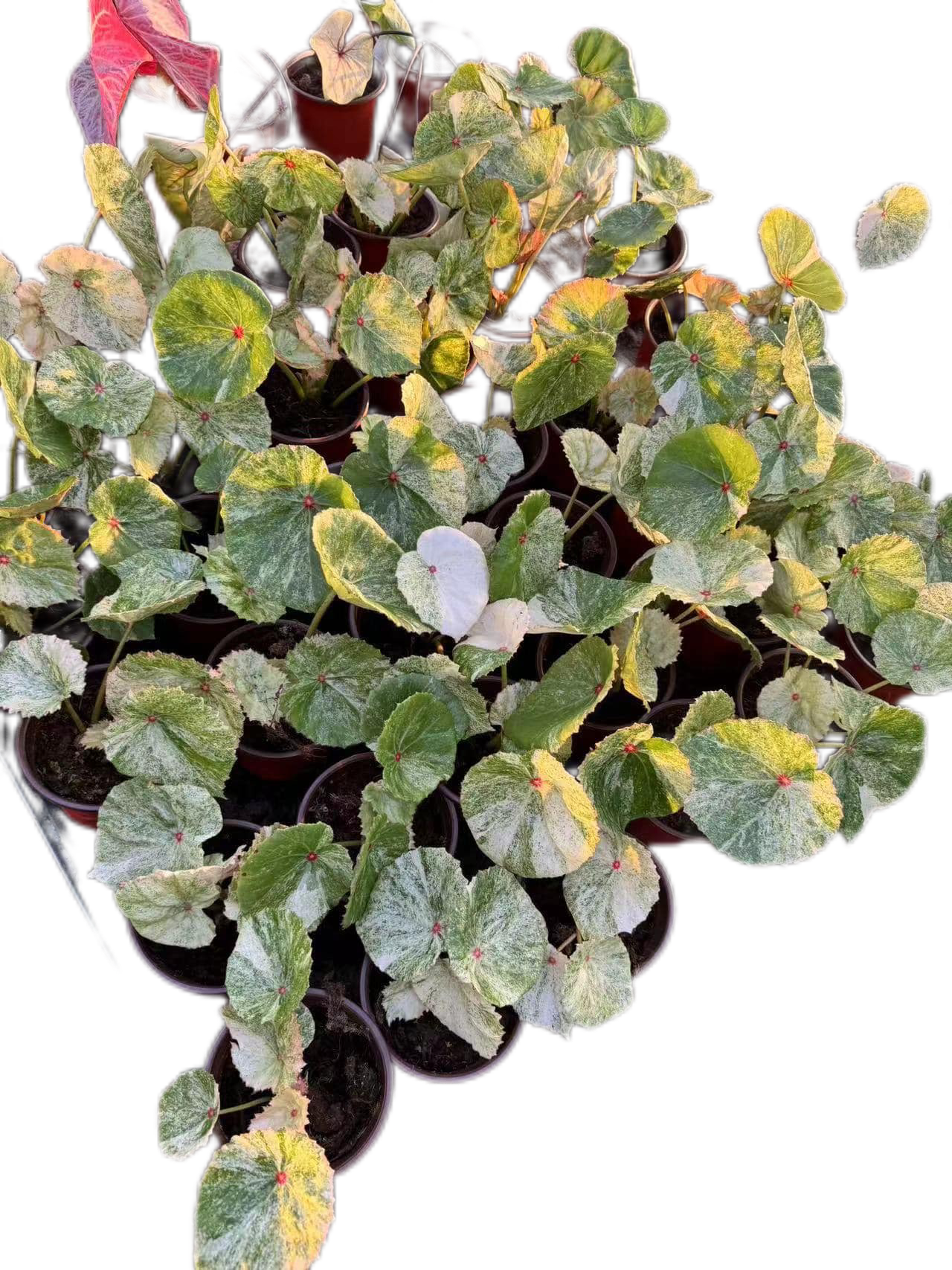 Begonia Rouge variegated– Set of 5 Plants