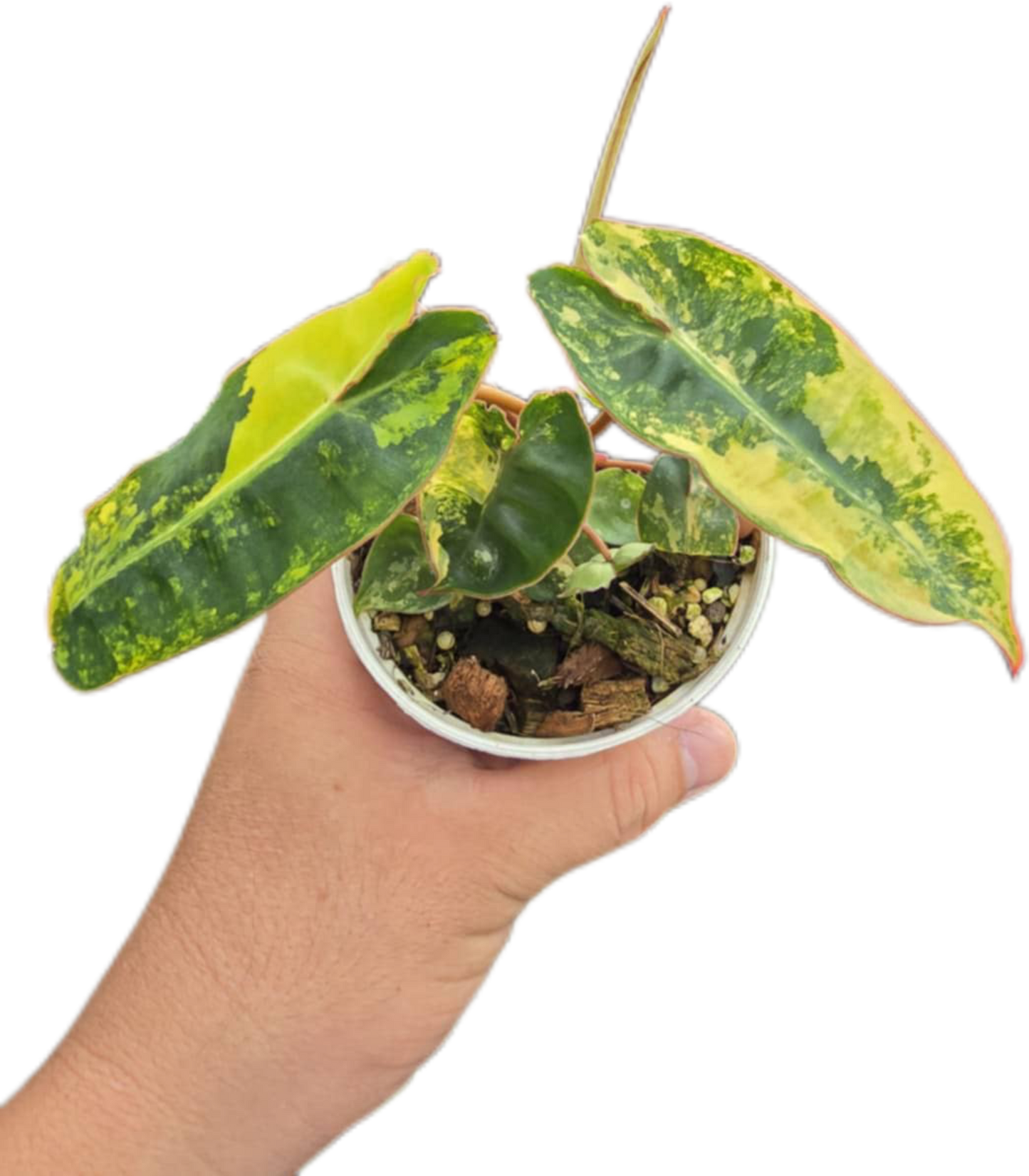 Philodendron billietae variegated small set of 5 plants