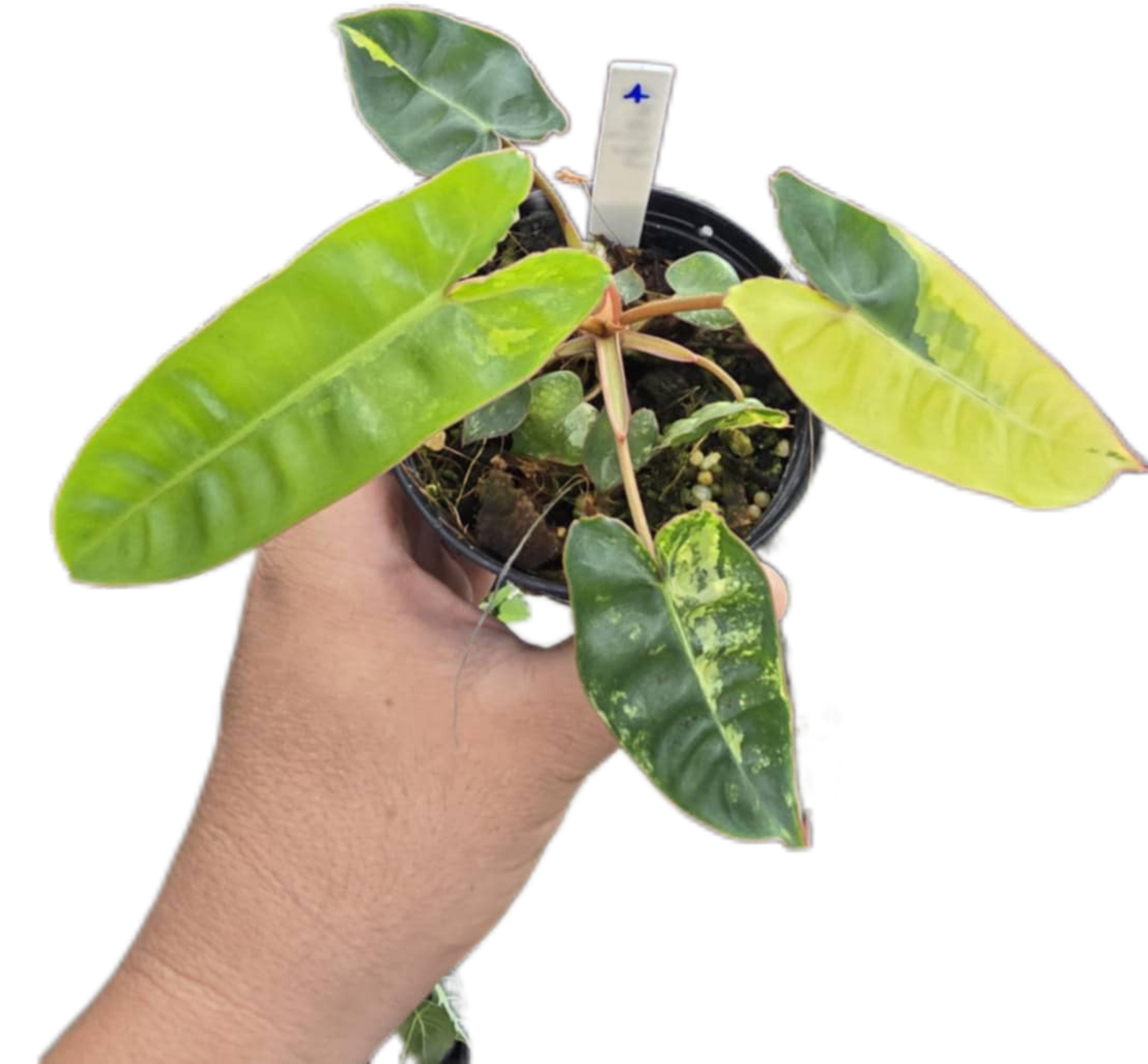 Philodendron billietae variegated small set of 5 plants
