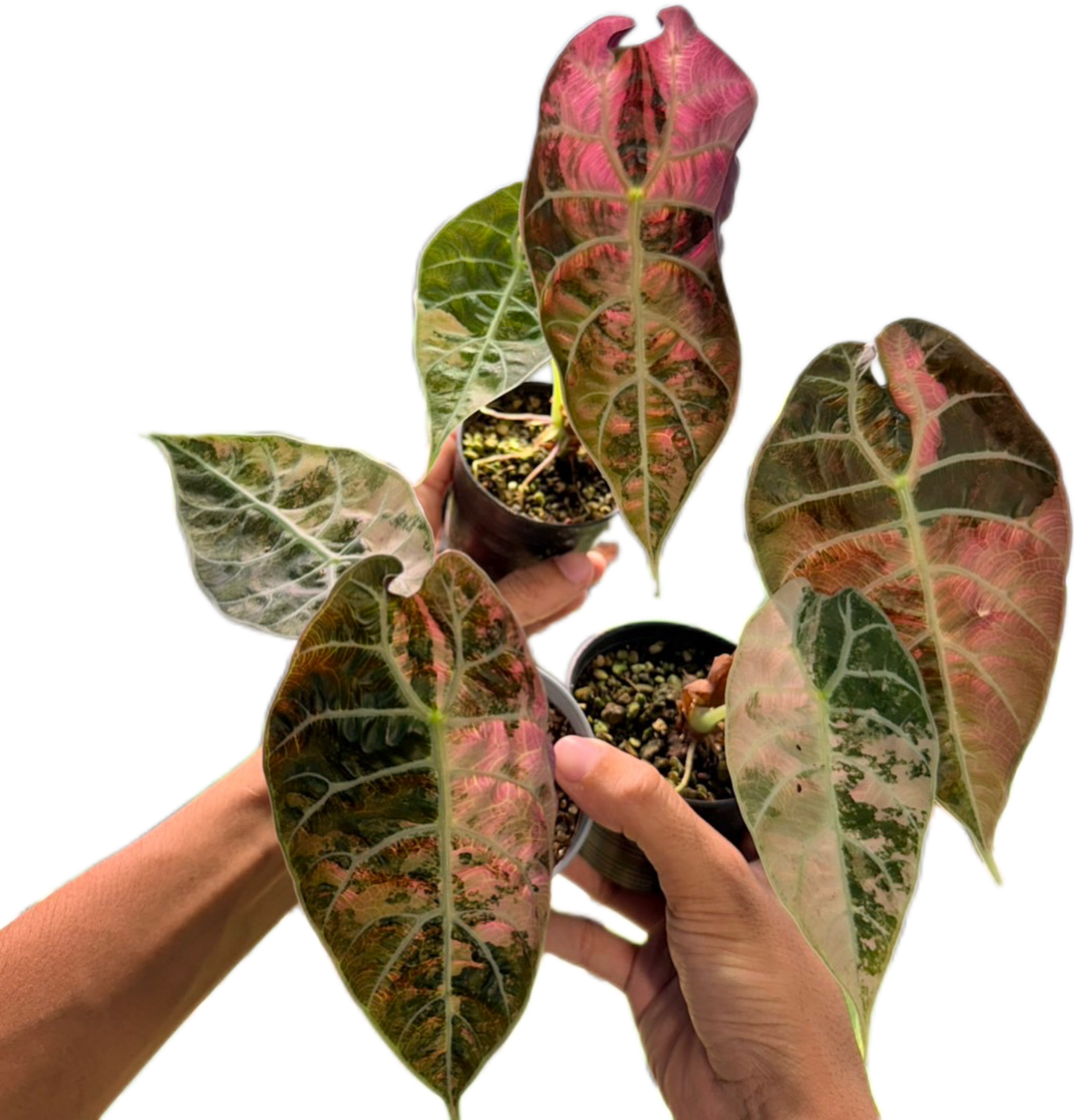 Alocasia Watsoniana pink variegated (1 plant)