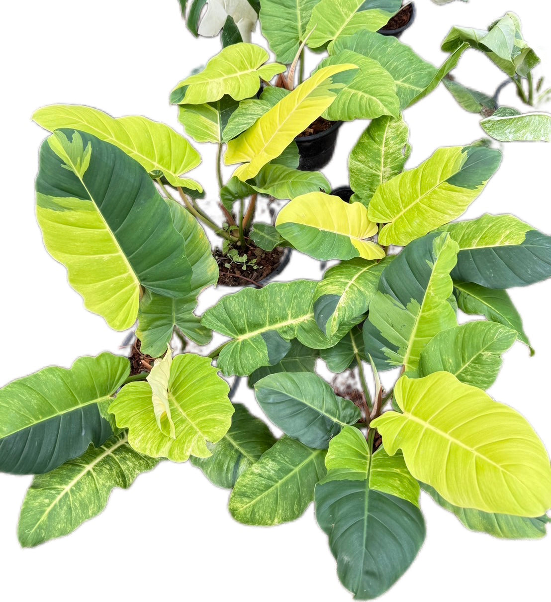 Philodendron Jungle Fever Variegated - Set of 10 Plants