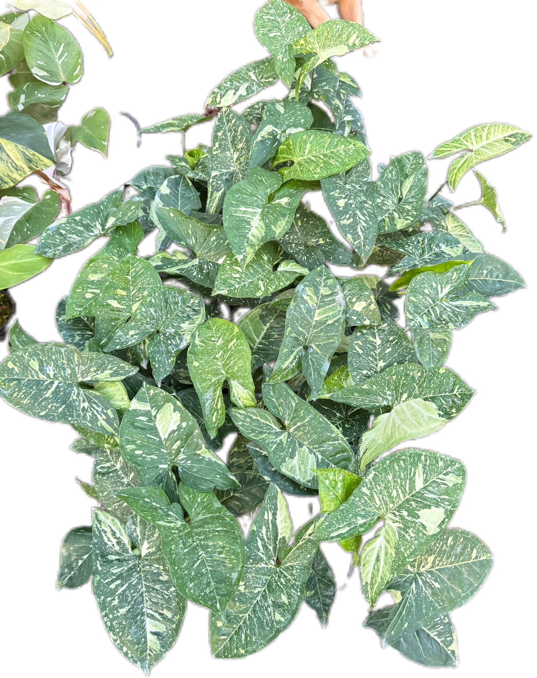 Syngonium Panda Galaxy - Wholesale Bundle (Set of 10 Plants)