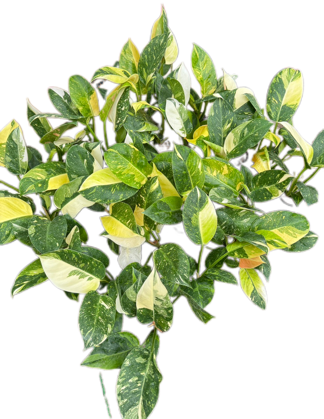 Philodendron Green Congo Nuclear Variegated - Wholesale Bundle (Set of 10 Plants)