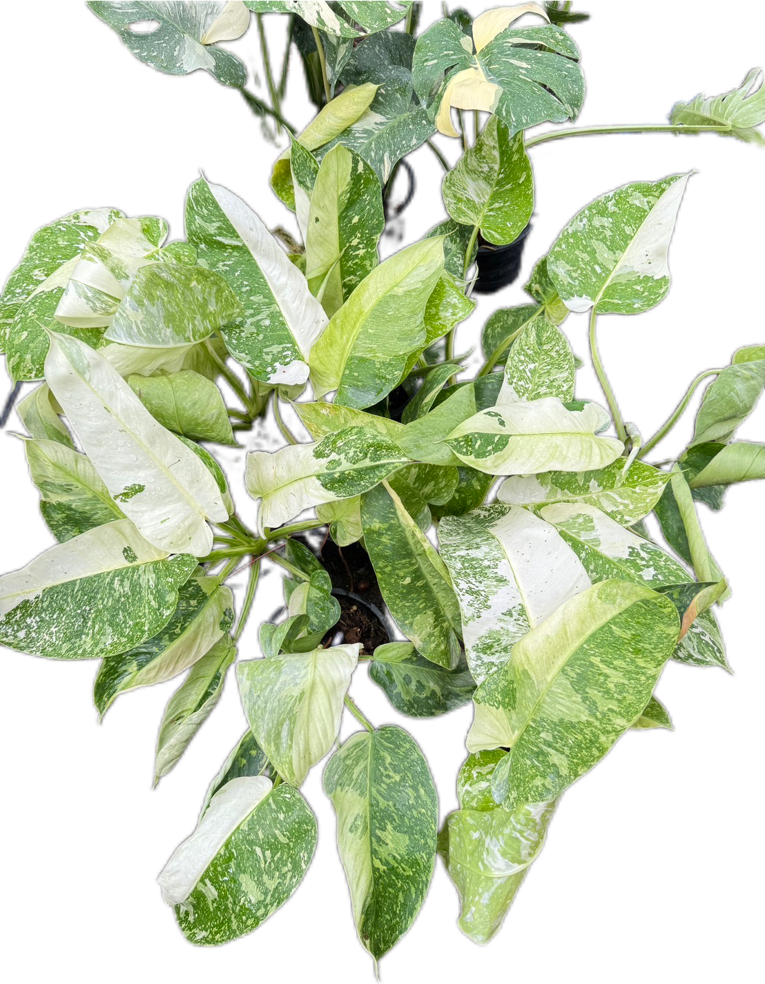 Philodendron Jose Buono Variegated - Wholesale Set of 10 Plants
