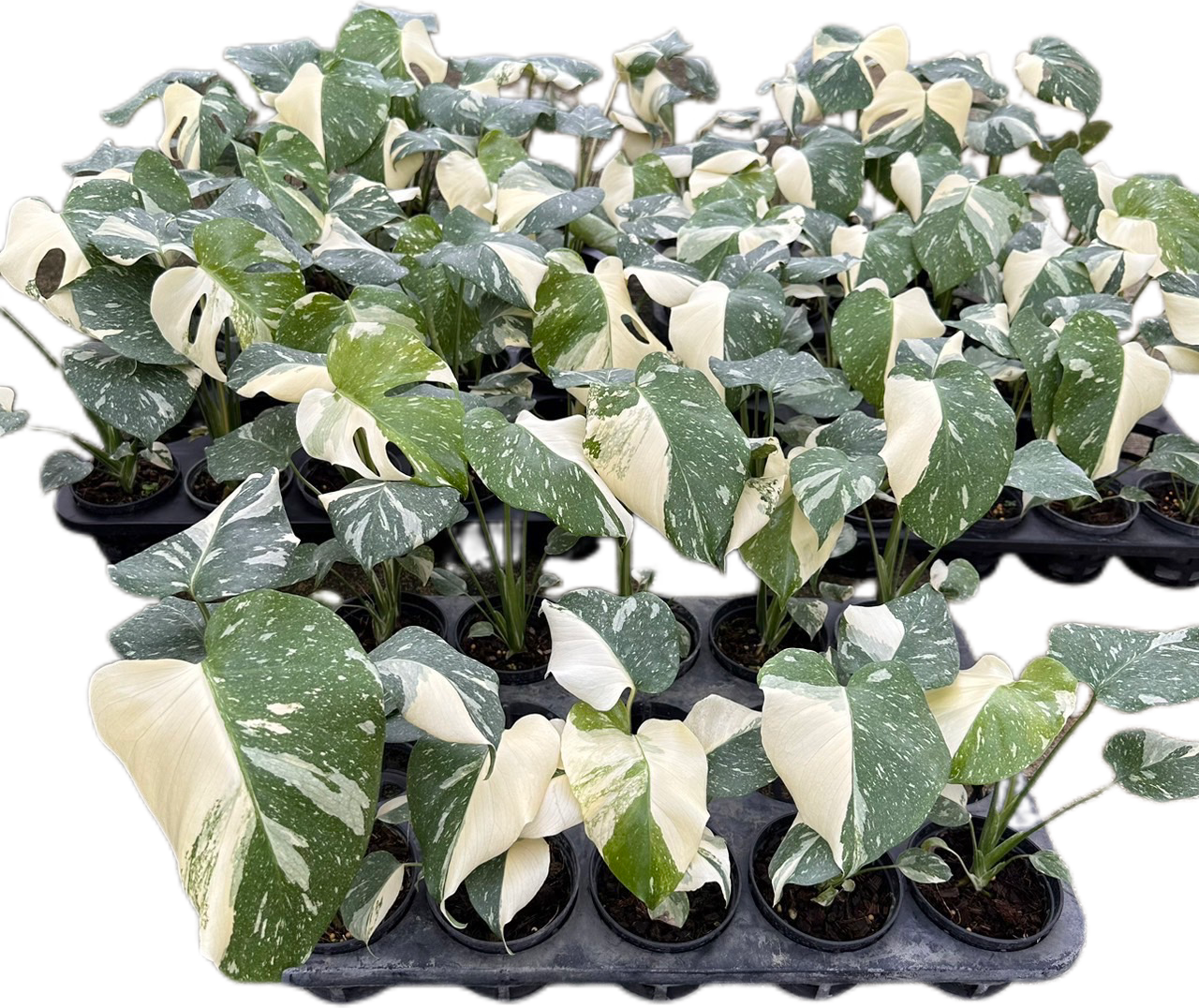 Monstera Thai Constellation High Variegated - Wholesale Set of 10 Plants