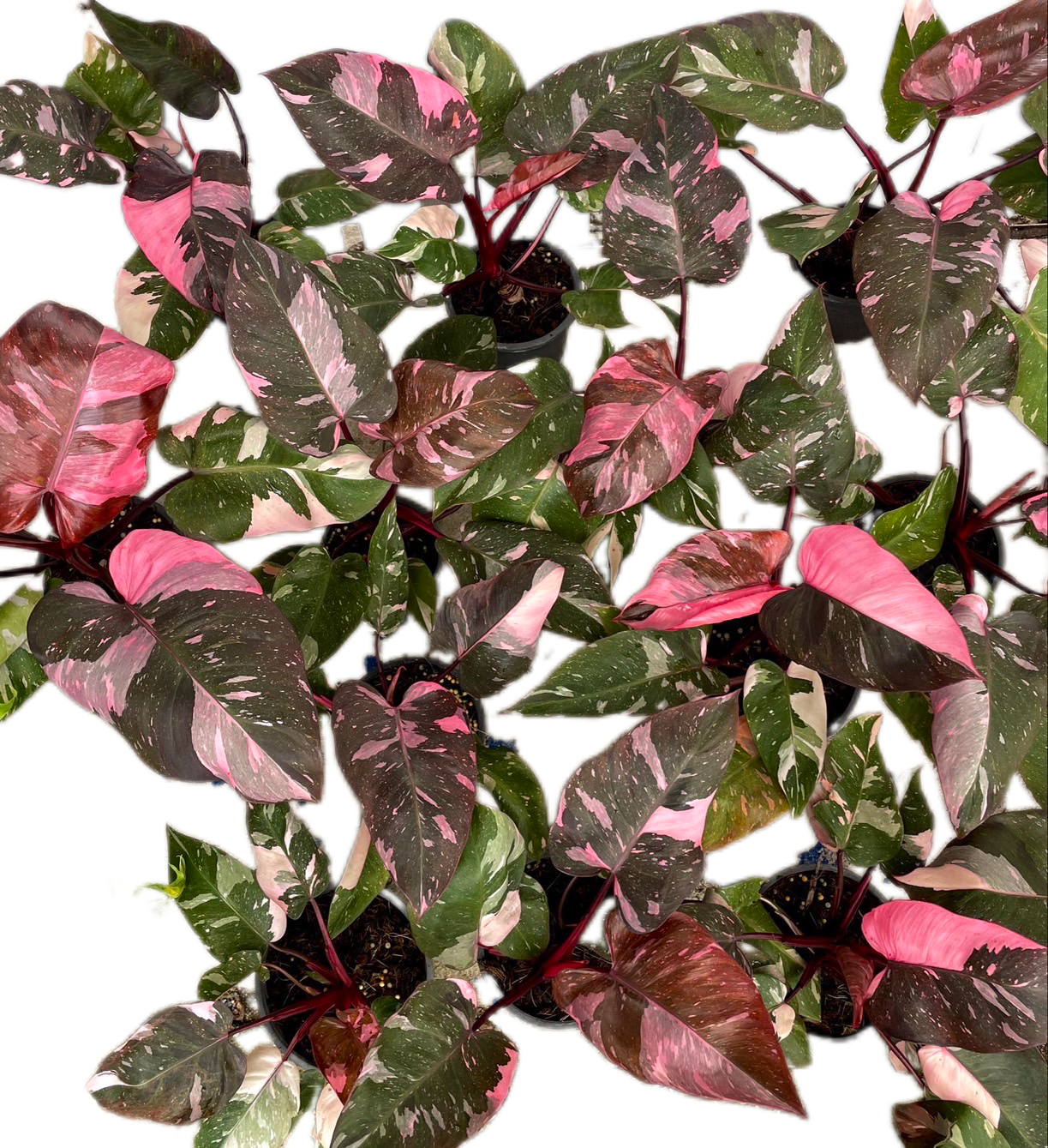 Philodendron Pink Princess King Marble - Wholesale Set of 10 Plants