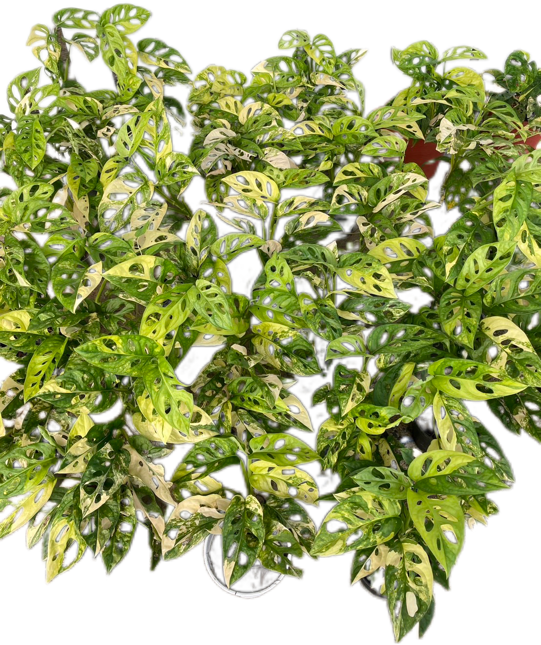 Monstera Adansonii Aurea Variegated - Wholesale Set of 10 Plants