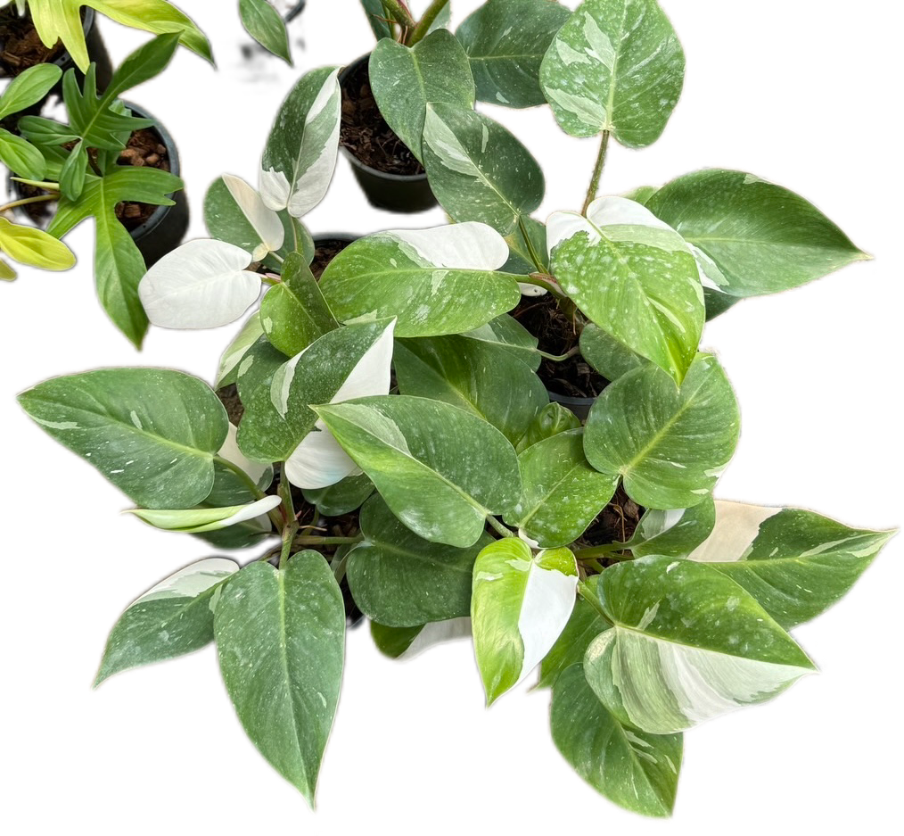 Philodendron White Princess Variegated - Wholesale Set of 10 Plants