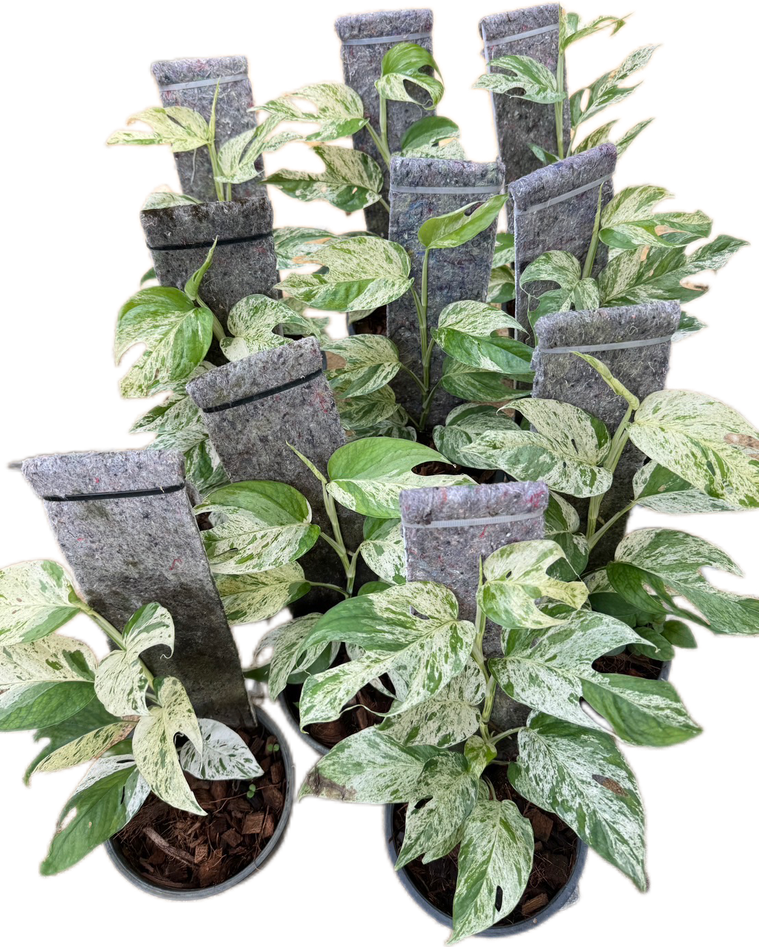 Epipremnum Pinnatum Marble Variegated - Wholesale Set of 10 Plants
