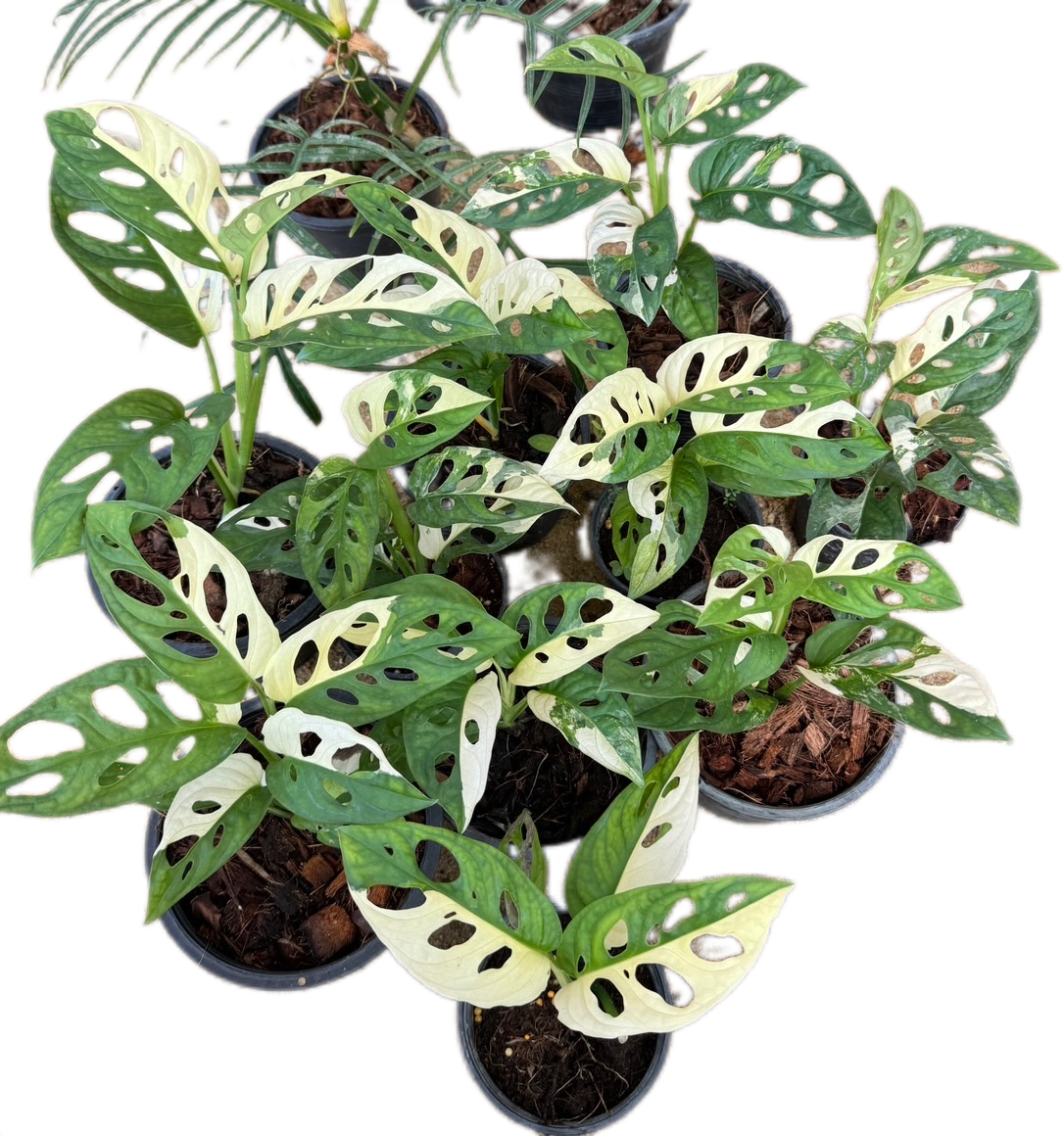 Monstera Adansonii Albo Variegated - Wholesale Set of 10 Plants