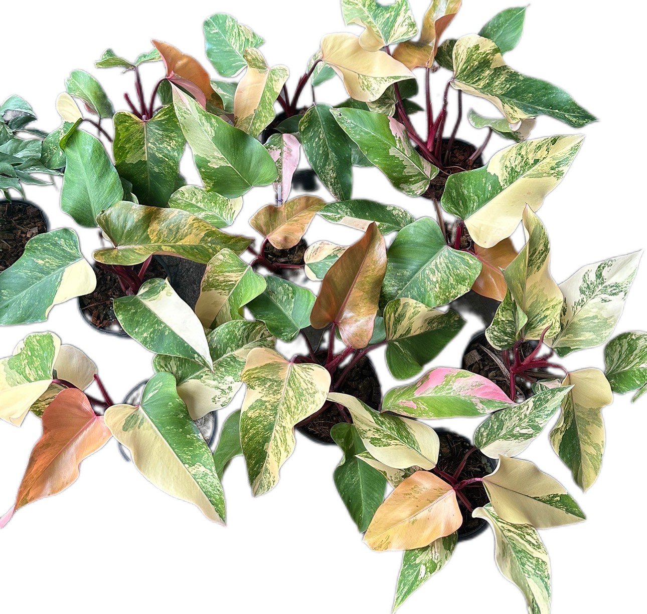 Philodendron Strawberry Shake Variegated - Wholesale Set of 10 Plants