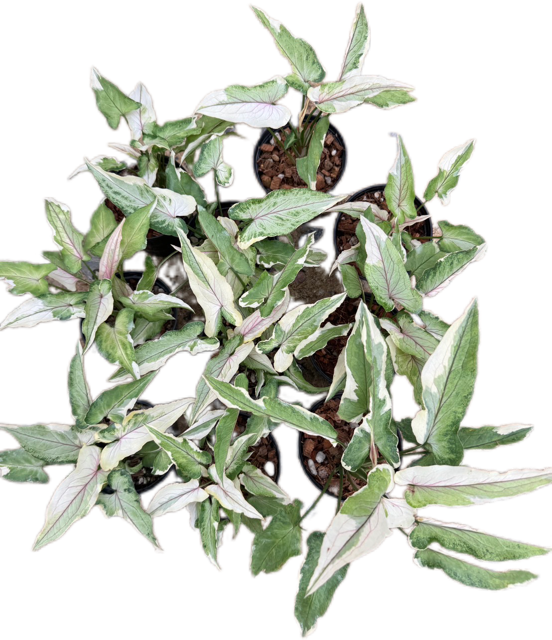 Syngonium White Princess - Wholesale Set of 10 Plants