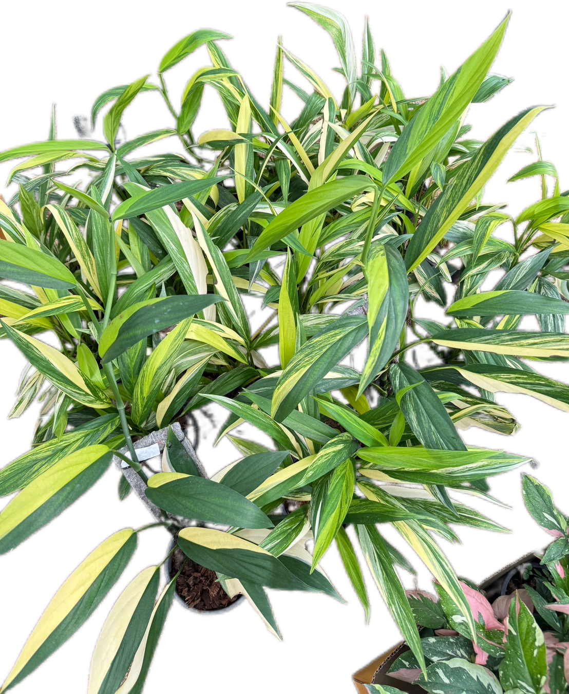 Epipremnum Amplissimum Variegated - Wholesale Set of 10 Plants